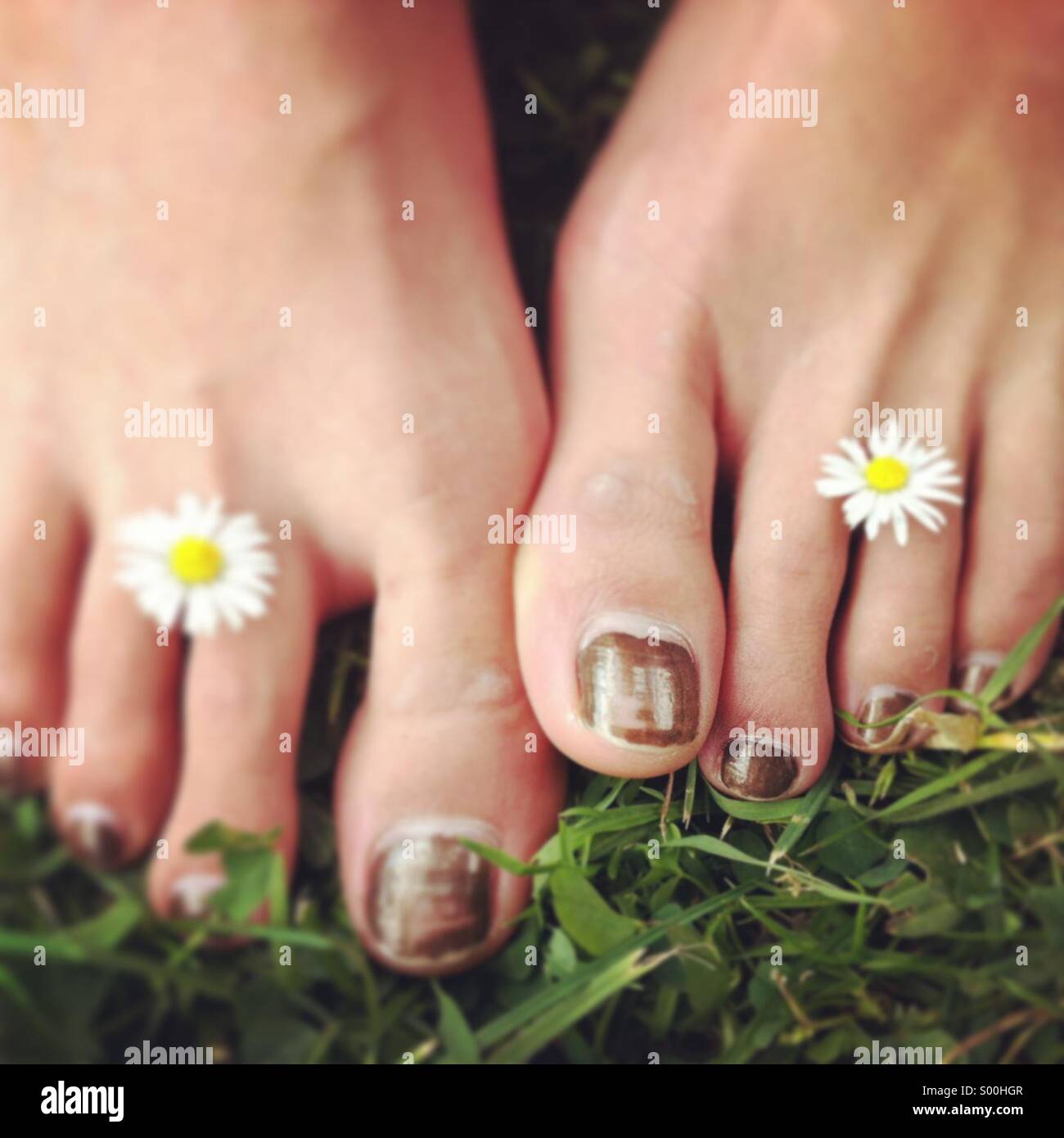 Gänseblümchen zwischen Mädchens Zehen, barfuß auf dem Rasen Stockfoto