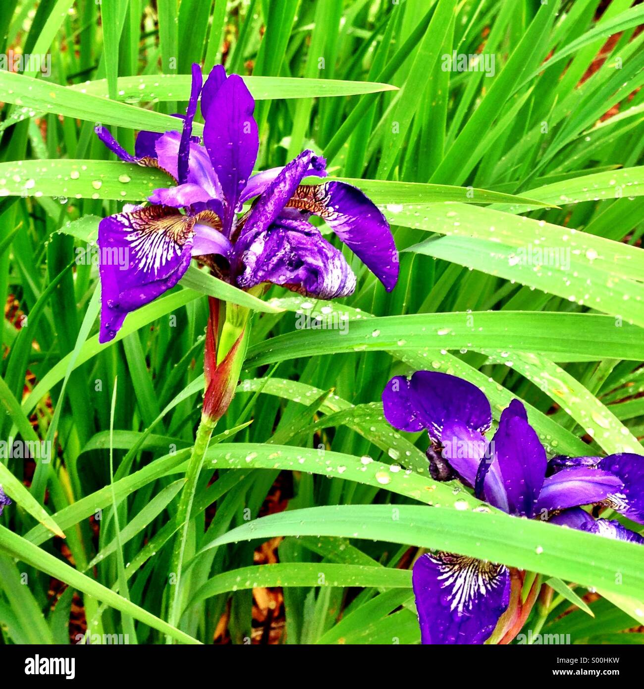 Purple irises -Fotos und -Bildmaterial in hoher Auflösung – Alamy