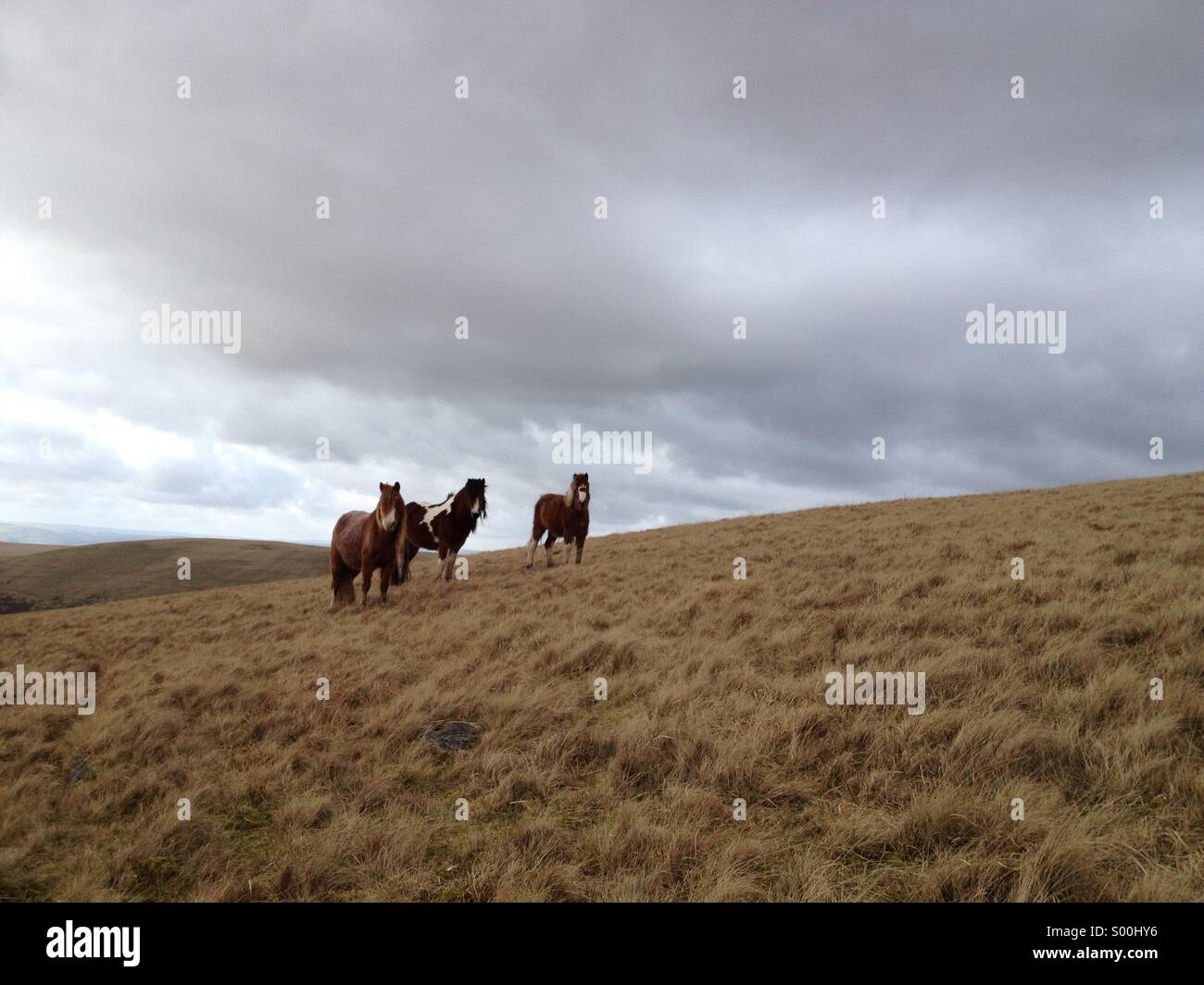 Wildpferde im Black Mountain Bereich der Brecon Beacons, Wales Stockfoto