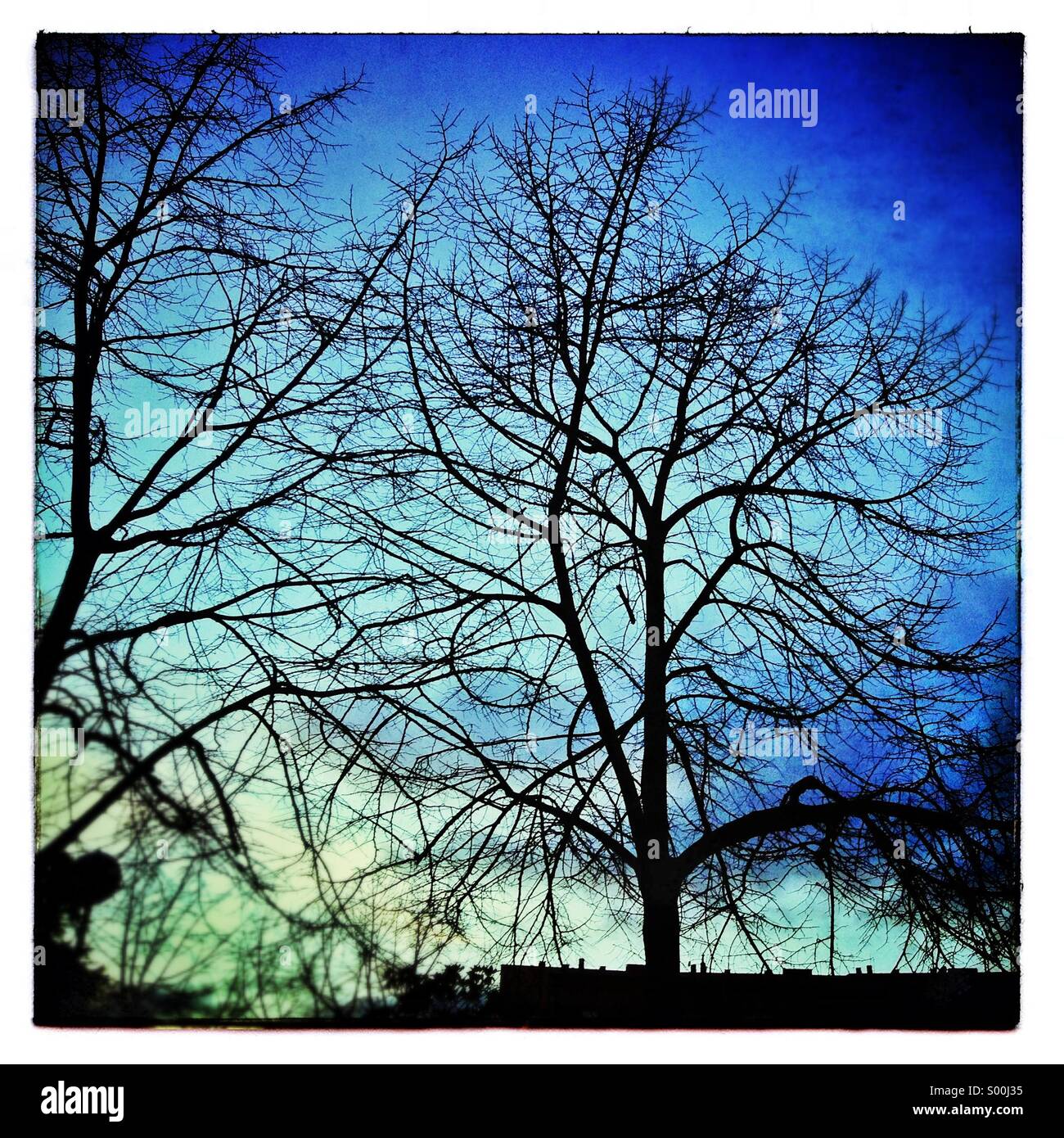 Baum ohne Blätter im Winter bei Sonnenuntergang in Barcelona Stockfoto