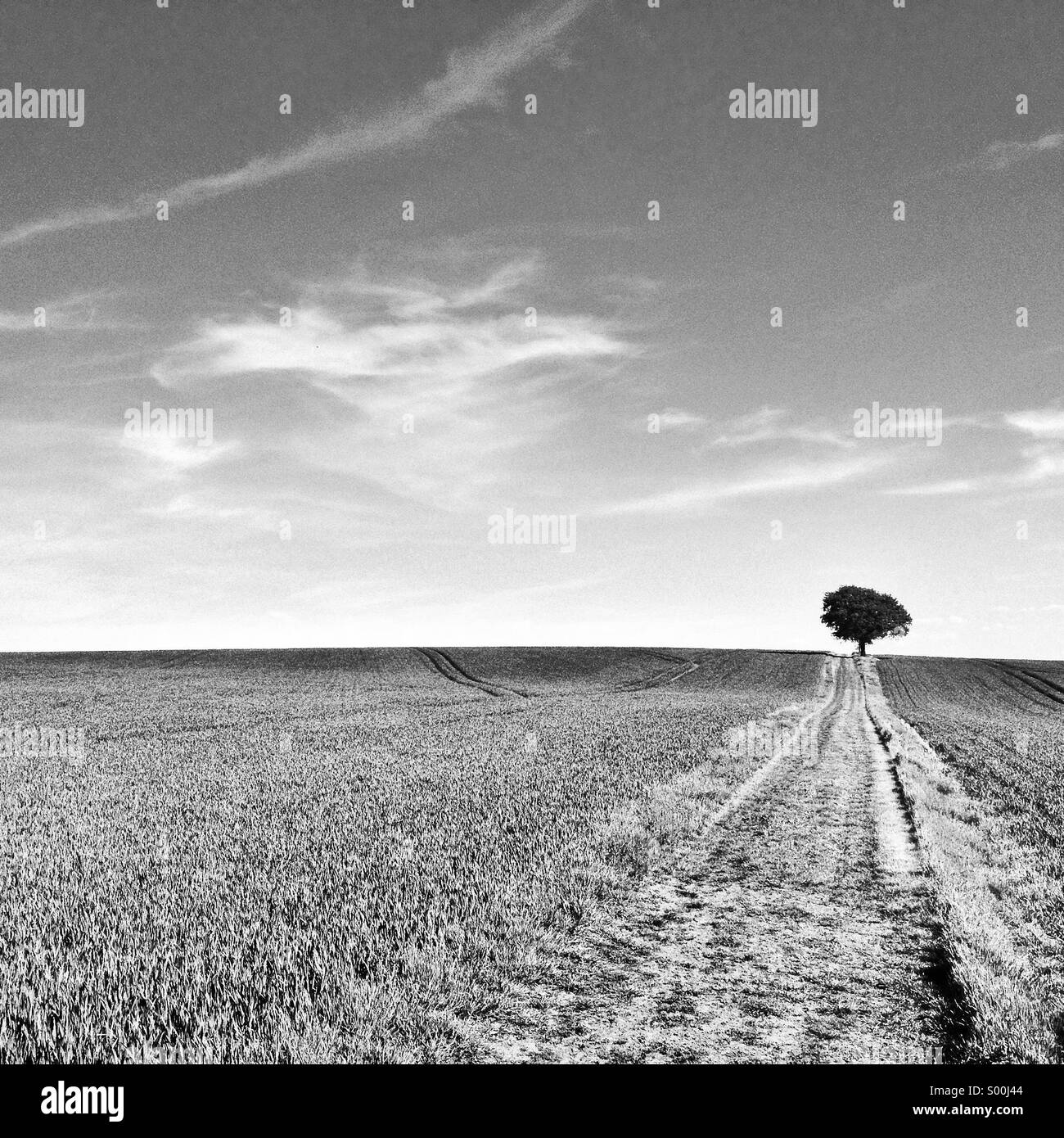 Eine schwarze und weiße Landschaft zeigt einen einsamen Baum in einem englischen Feld Stockfoto