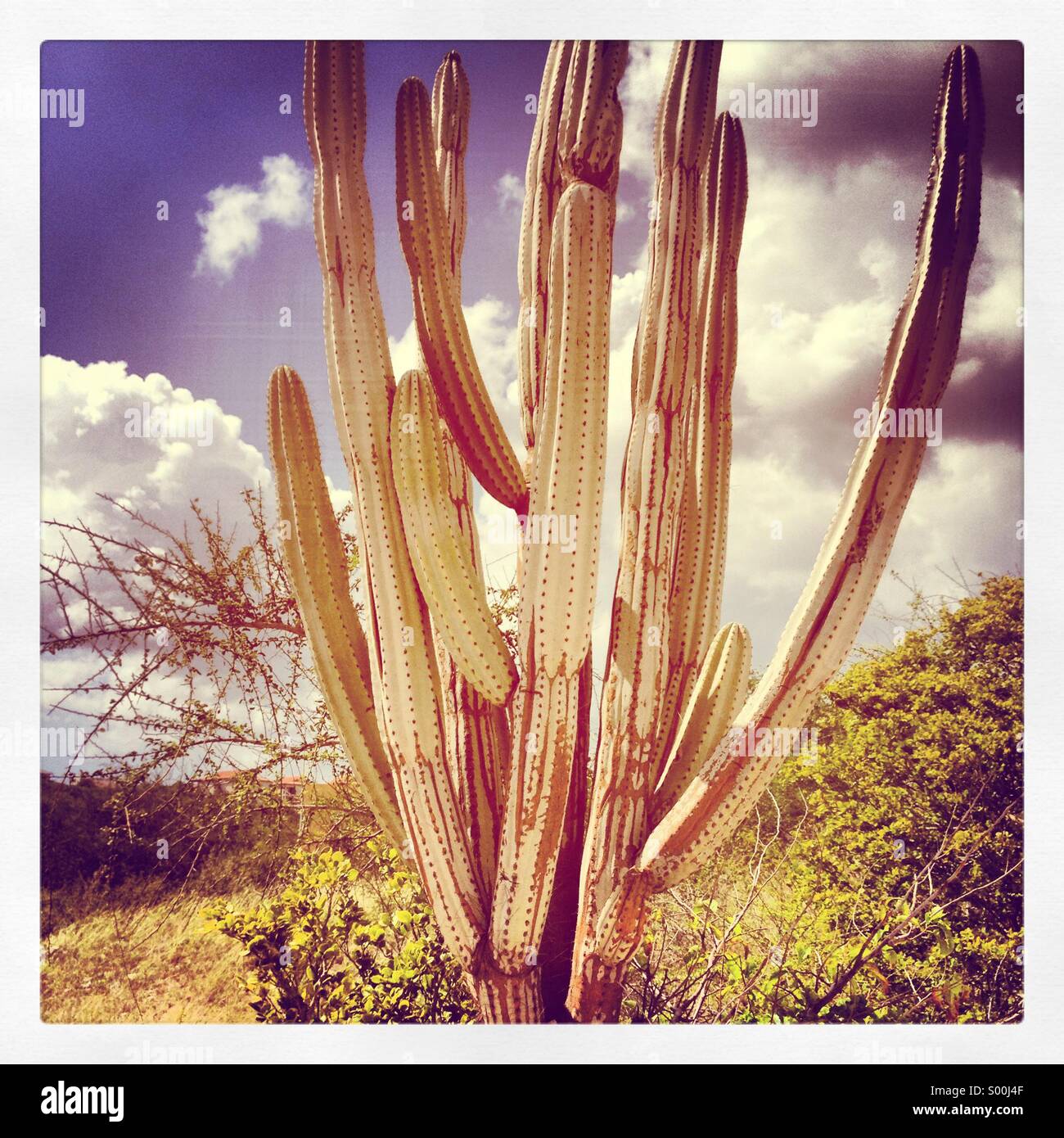Kaktus 2 Stockfoto