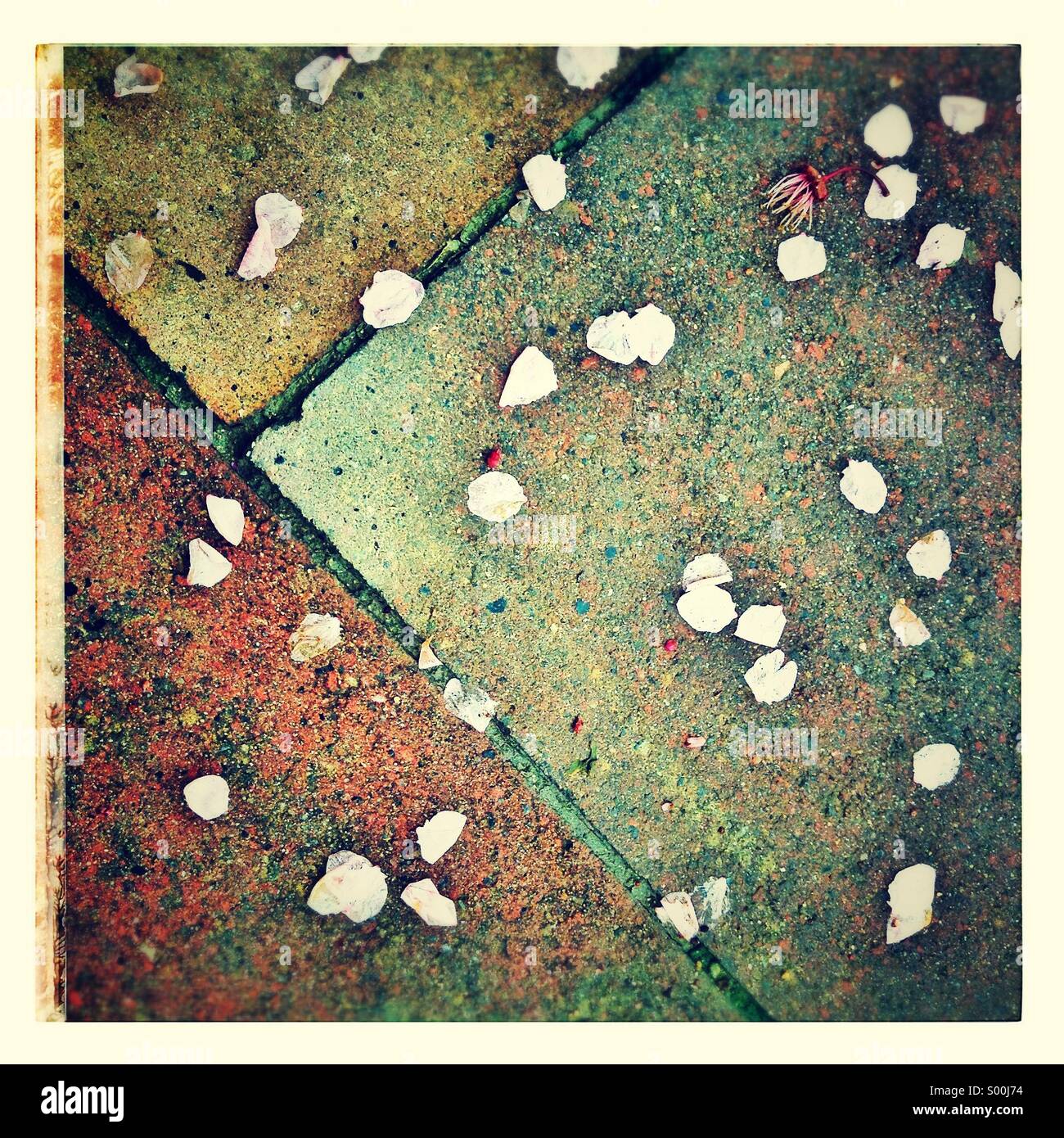 Konfetti auf einem nassen Bürgersteig Stockfoto