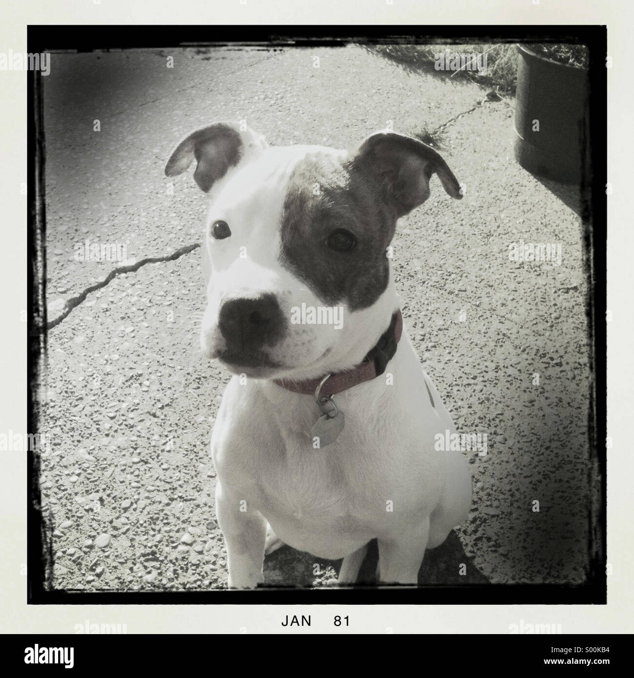 Schwarz / weiß Foto von Pit Bull Terrier Welpen Stockfoto