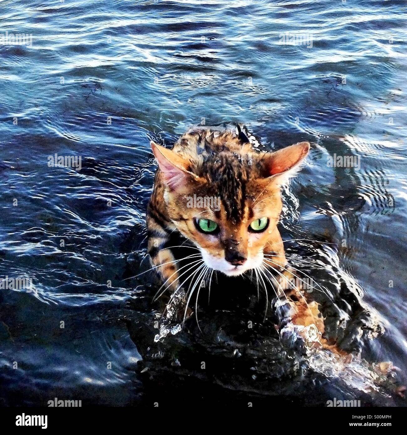 Bengal-Katze im Wasser schwimmen Stockfotografie - Alamy
