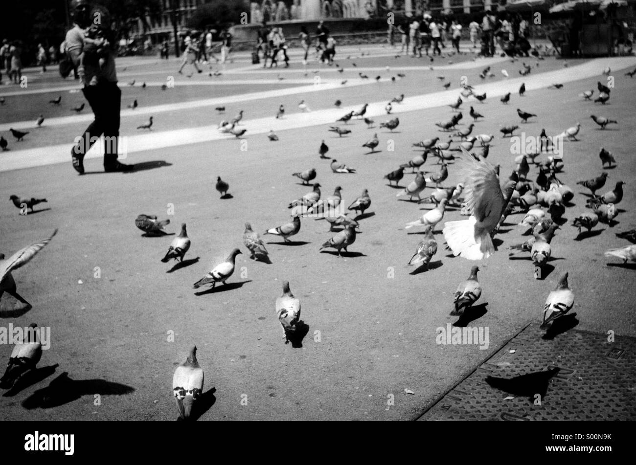 Tauben in Barcelona Stockfoto