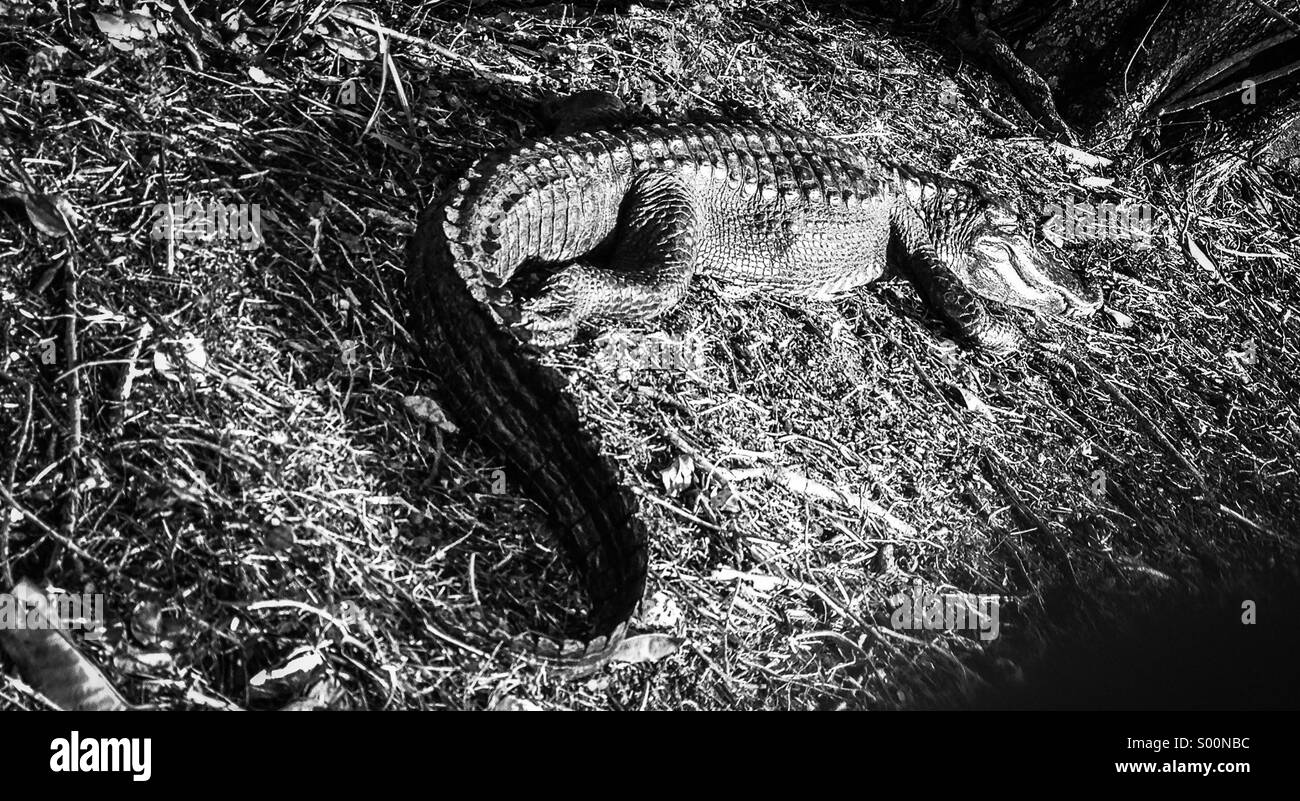 Ein Krokodil sonnt sich in der Mittagssonne. Stockfoto