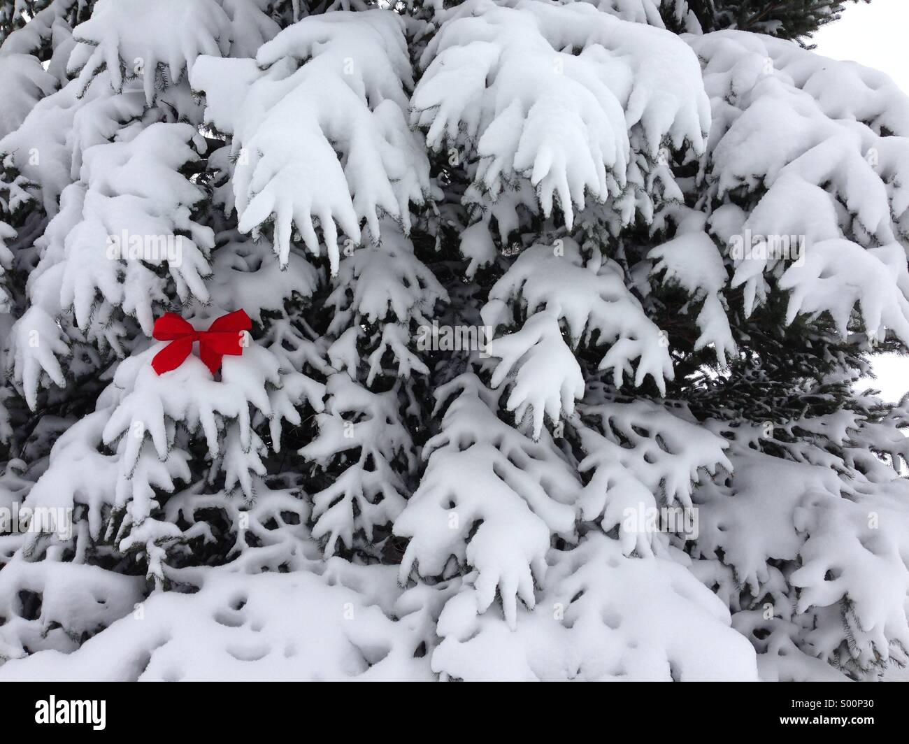 Eine rote Schleife auf den frischen Schnee einer Pinie. Stockfoto