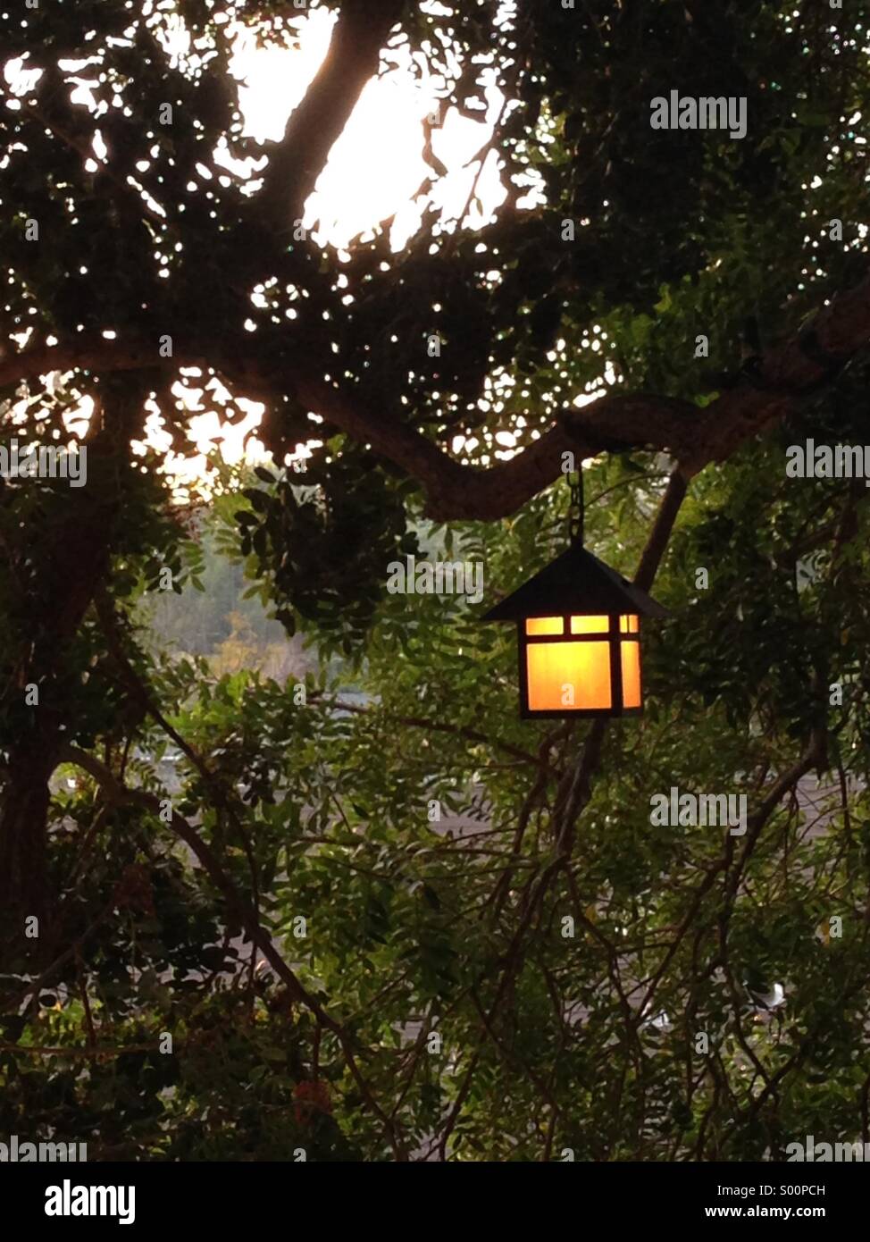 Laterne im Baum - Smartphone-aufgenommenes Stockfoto