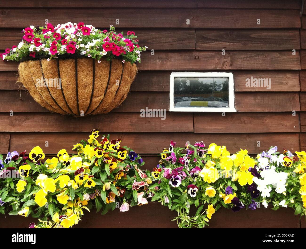 Frühlingsblumen in Containern Stockfoto