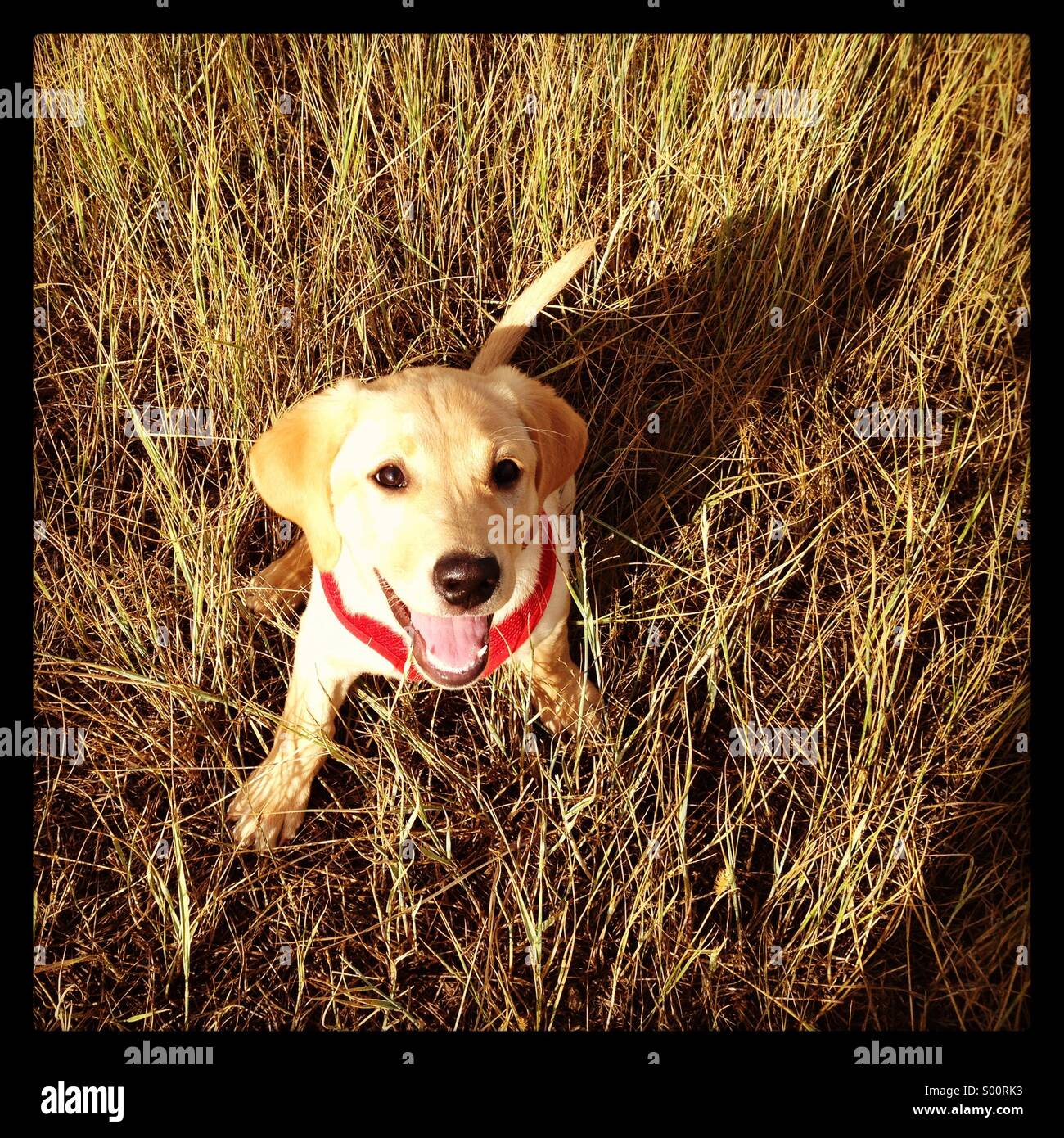 Gelber Labrador Welpen in hohe Gräser Stockfoto