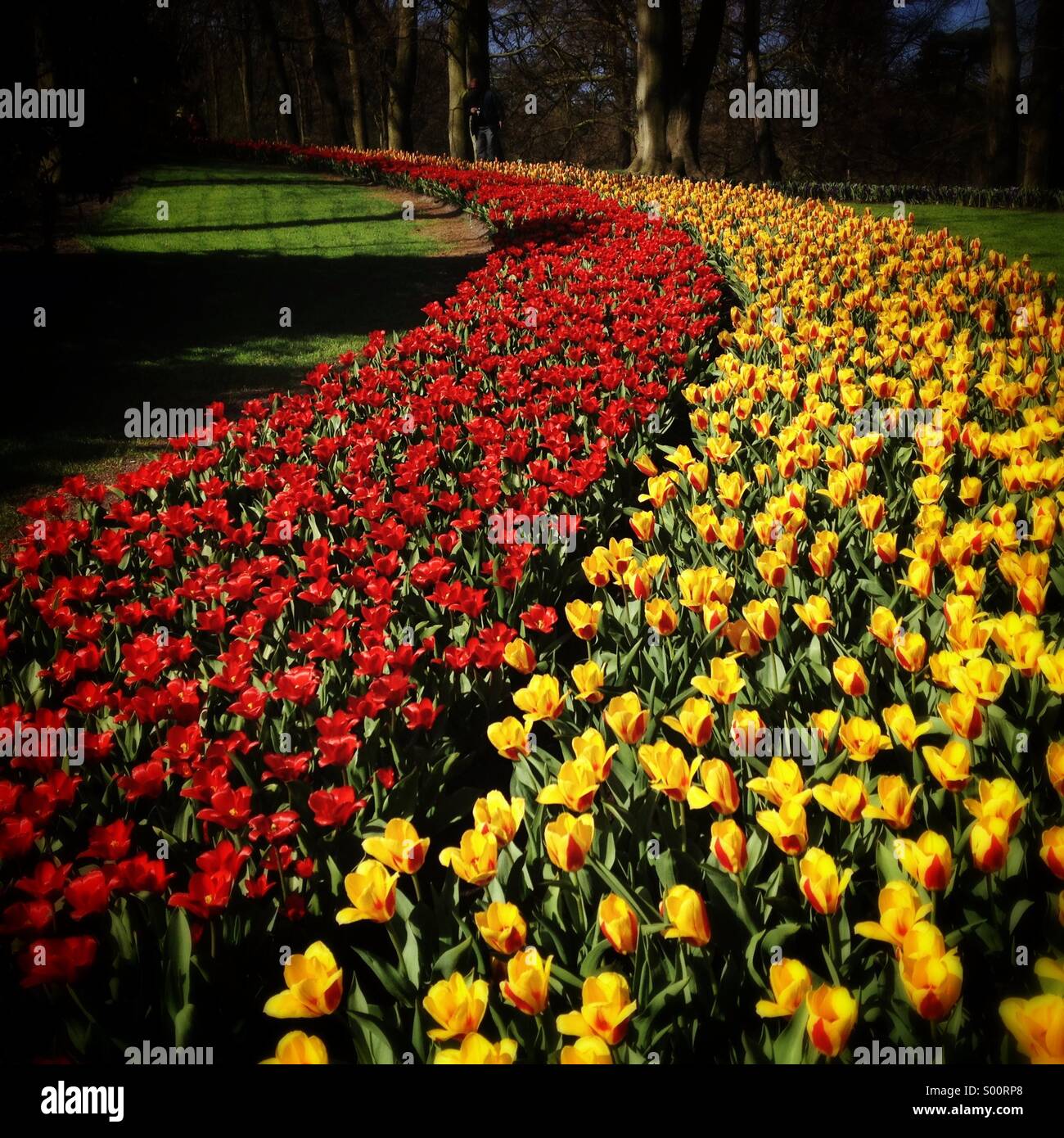 Tulpen blühen Stockfoto