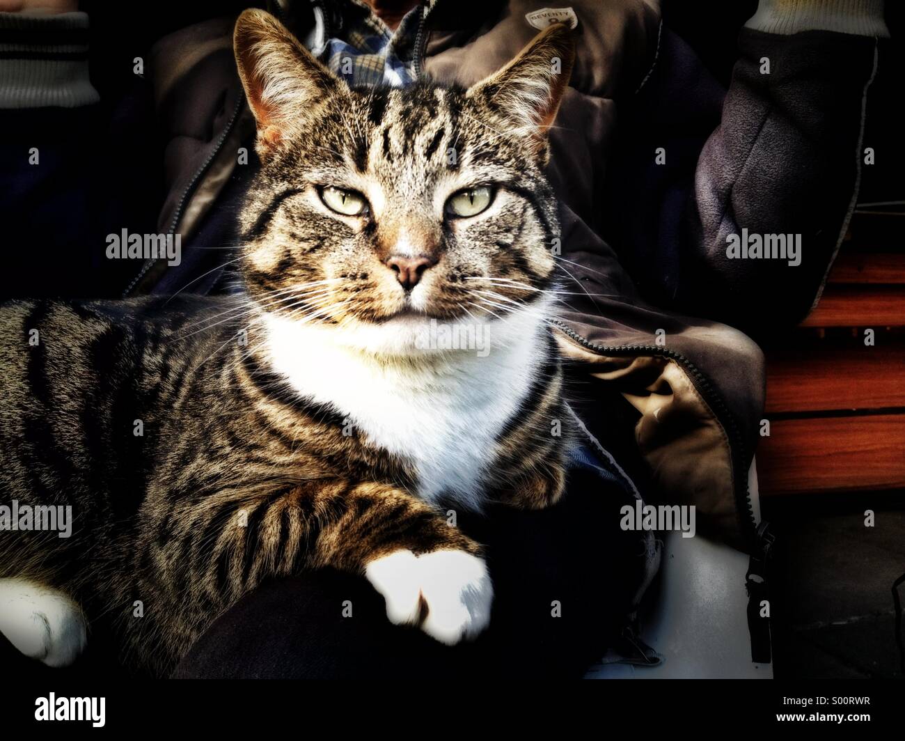 Tabby Kater Stockfotografie Alamy