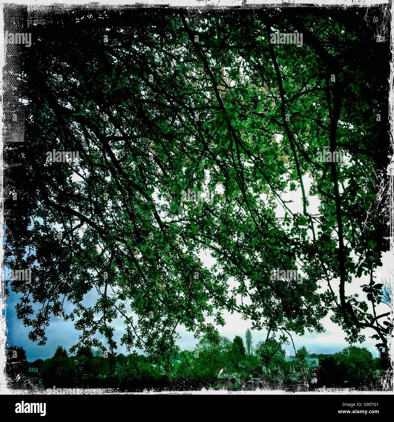 Aufwärts durch Eiche Zweige. Hipstamatic Foto mit weißem Rand. Stockfoto