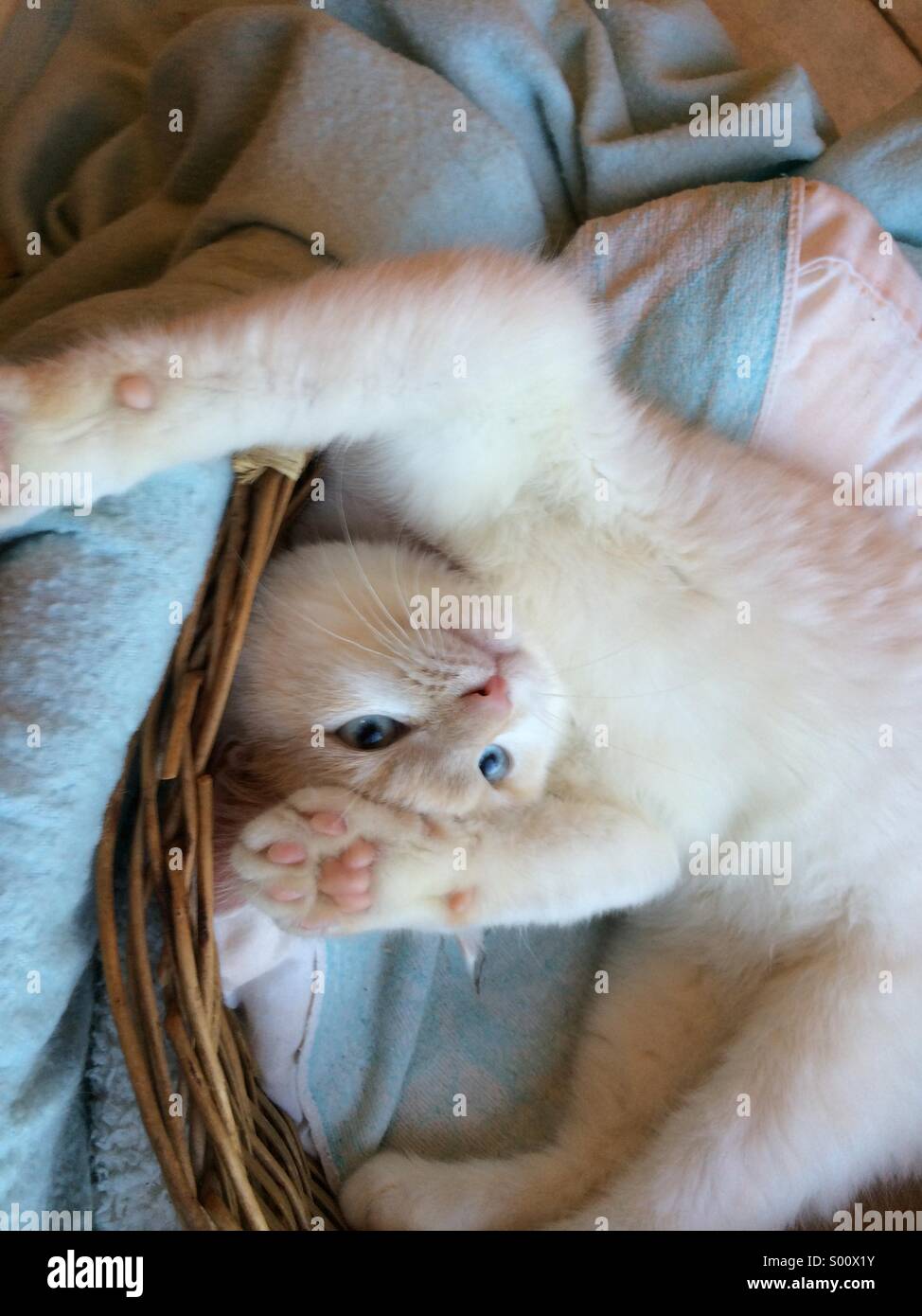 4 Monate Alte Katze Größe 4 monate altes kätzchen Stockfotos und -bilder Kaufen - Alamy