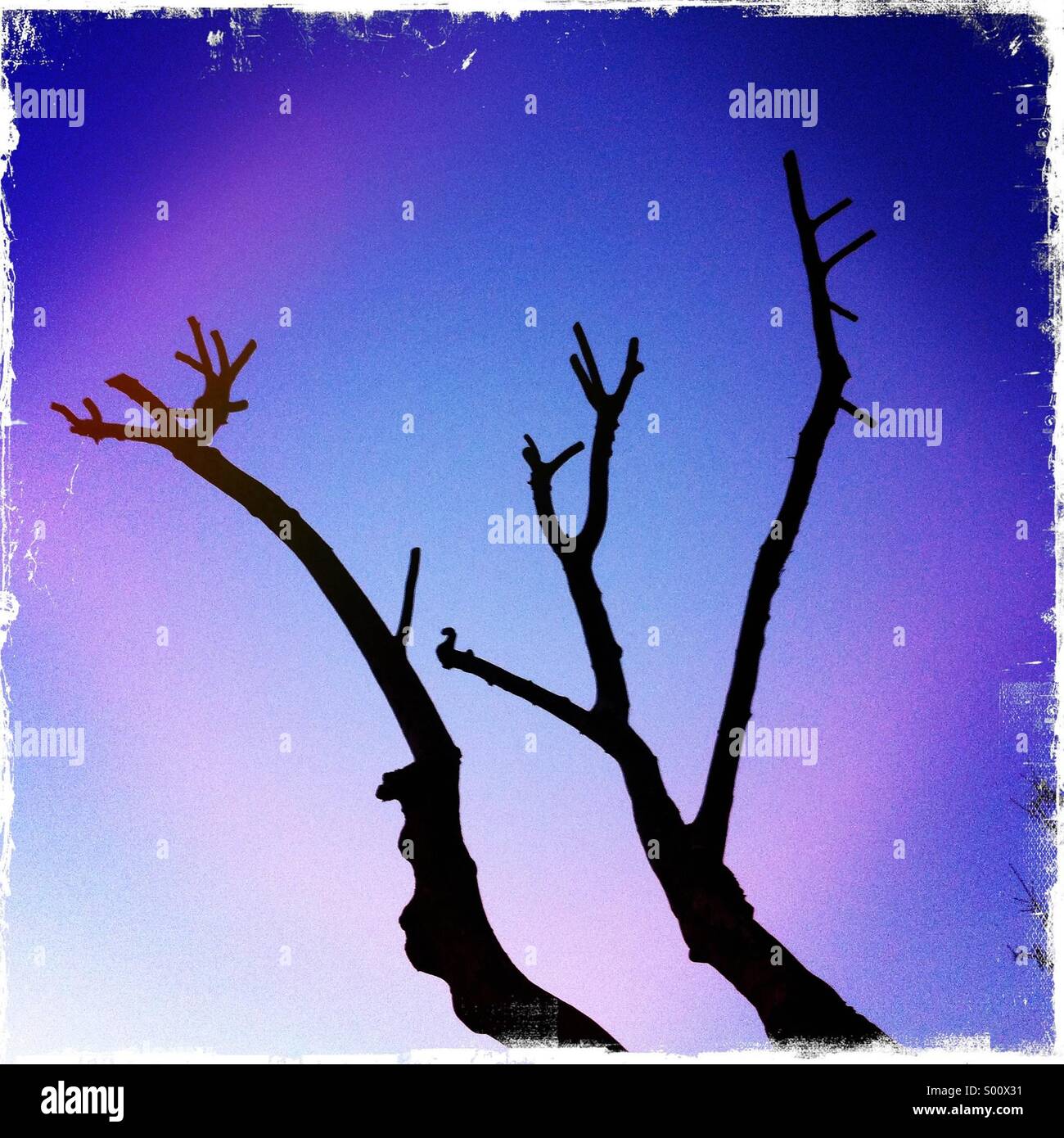 Ein Baum in Richtung skyline - Smartphone-aufgenommenes Stockfoto