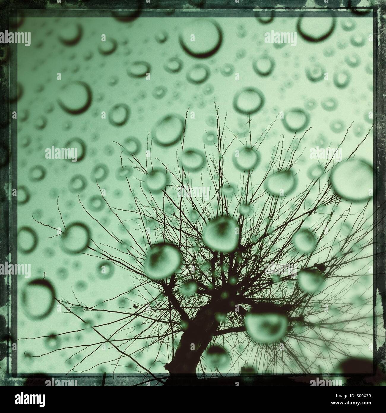 Ansicht des Baumes aus Auto-Schiebedach - Smartphone-aufgenommenes Stockfoto