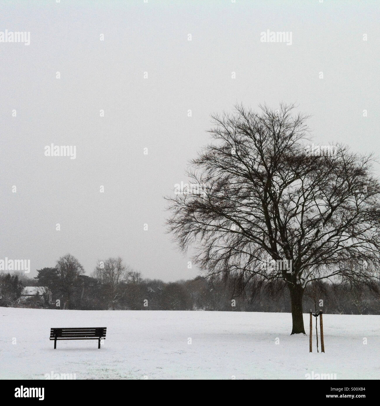 Parken Sie, Bank, Baum an einem verschneiten Wintertag Stockfoto