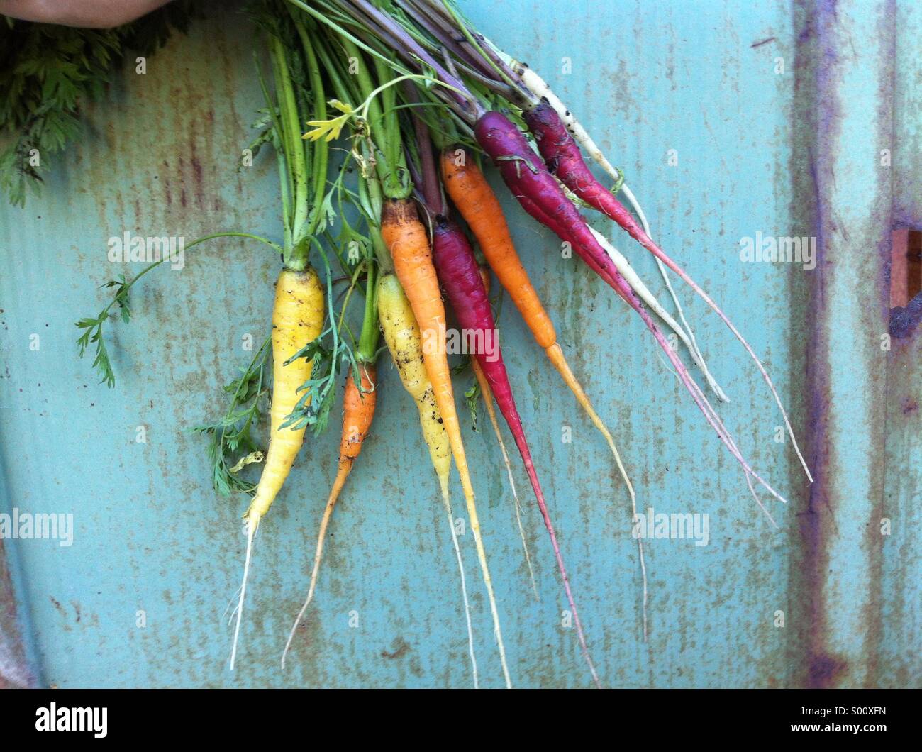 Frisch gepflückt Junge Regenbogen Mischung Karotten mit Wurzeln, Nordamerika Stockfoto