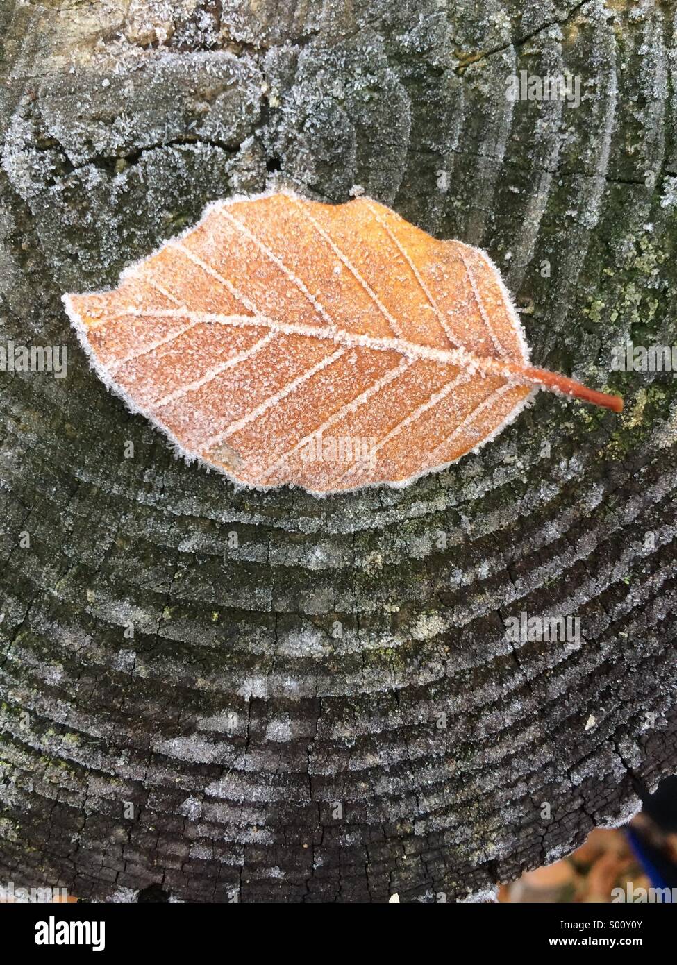 Ein Blatt bedeckt durch Frost sitzt auf einem Baumstamm Stockfoto