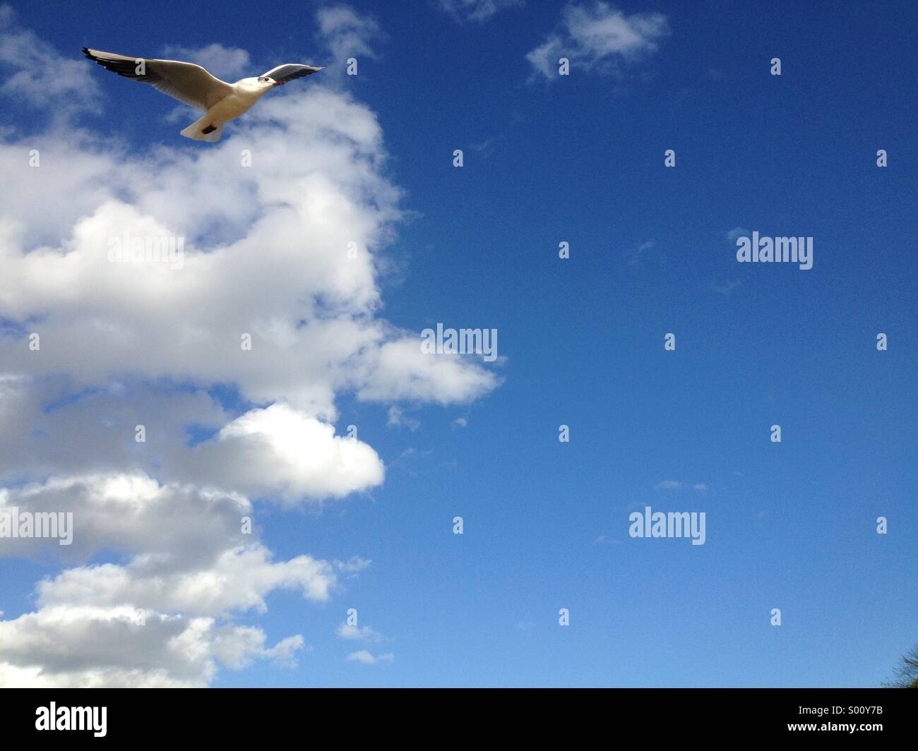 Möwe über Bawdsey, Suffolk, UK. - Smartphone-aufgenommenes Stockfoto