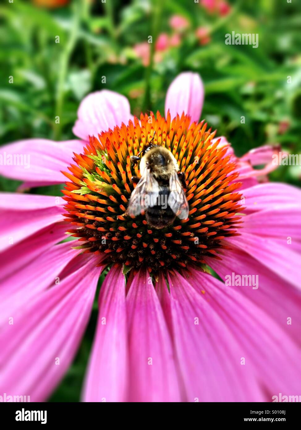 Eine Biene sitzt auf eine rosa Blume. Stockfoto