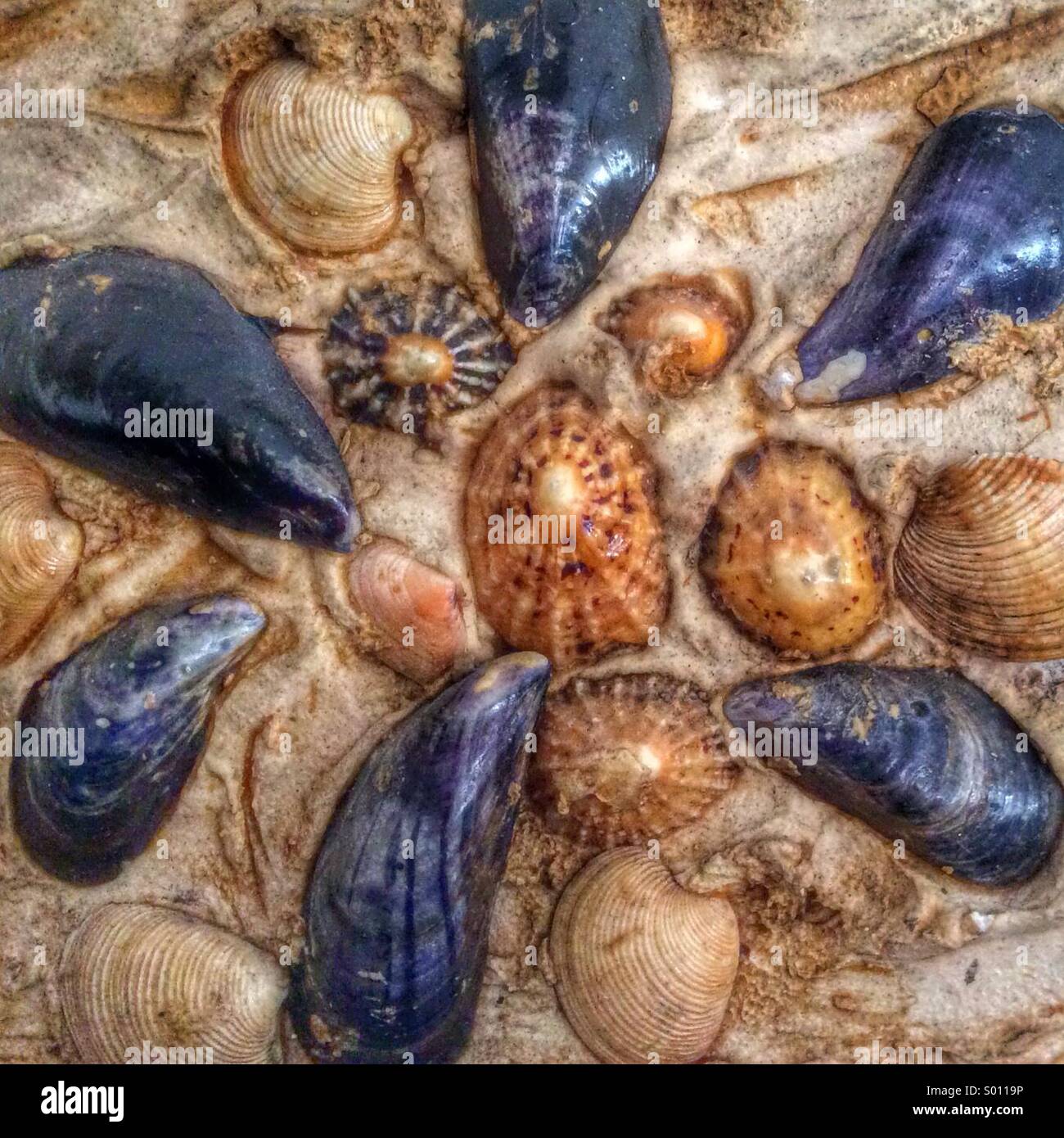 Muscheln in einem hübschen Kreismuster Stockfoto