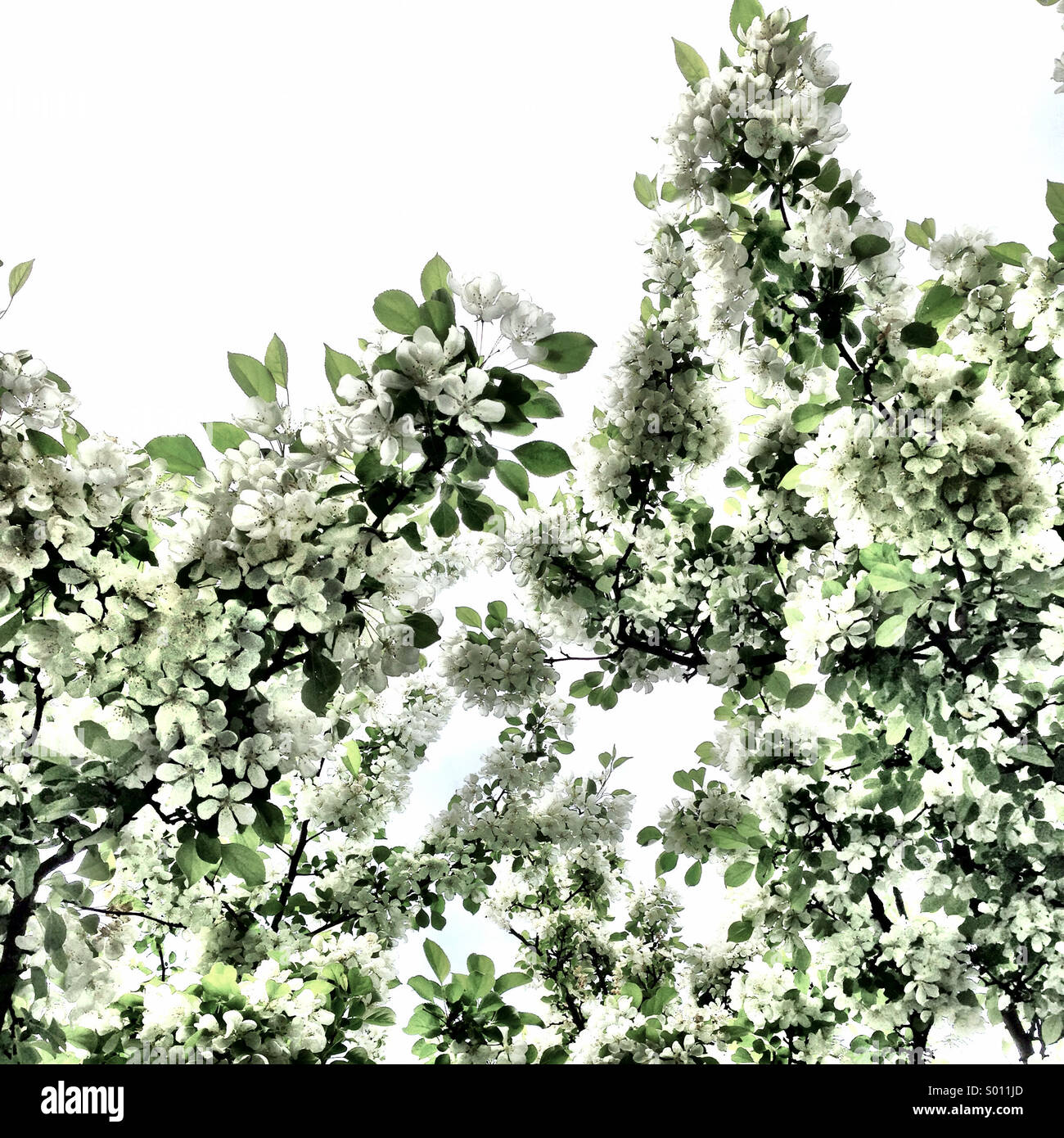 Weiße Blüten. Stockfoto