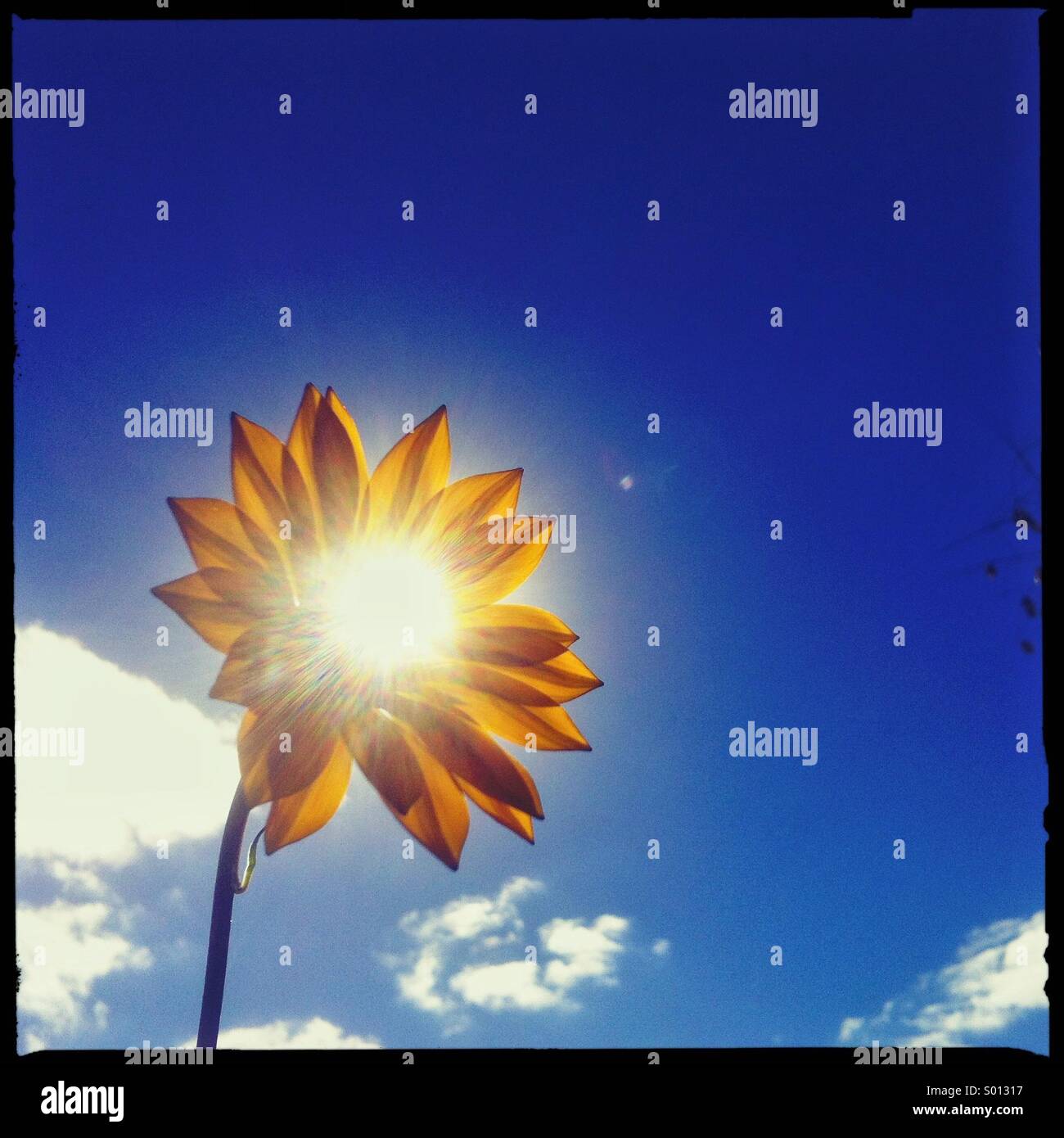 Sonne durch eine Blume Stockfoto