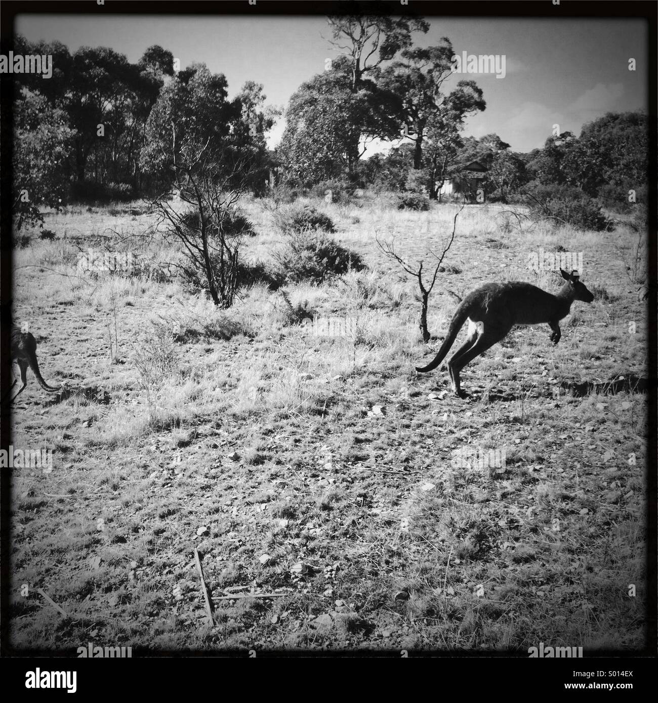 Känguru hüpfen entfernt Stockfoto