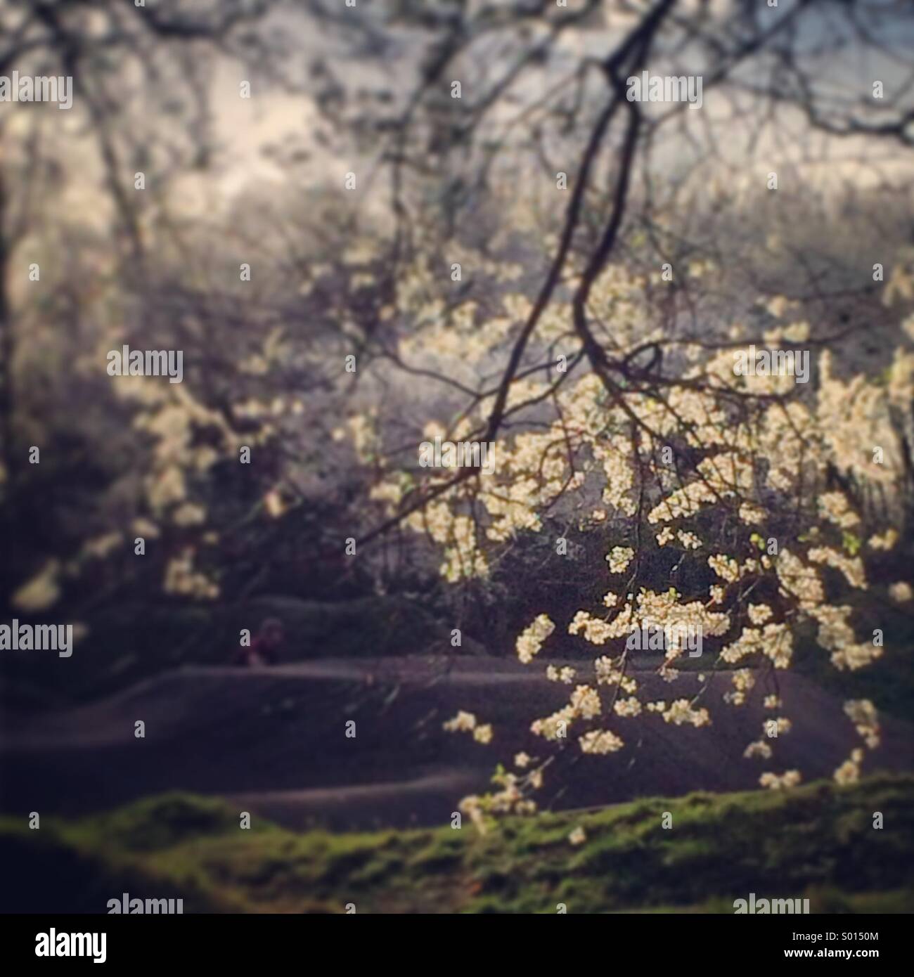 Weiße Feder Blüte gegen verträumte Landschaft Stockfoto