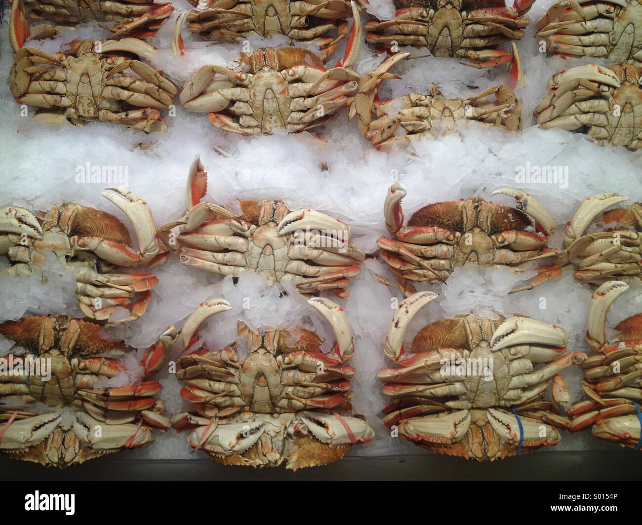 Krabben zu verkaufen, Pike Place Market, Seattle USA - Smartphone-aufgenommenes Stockfoto