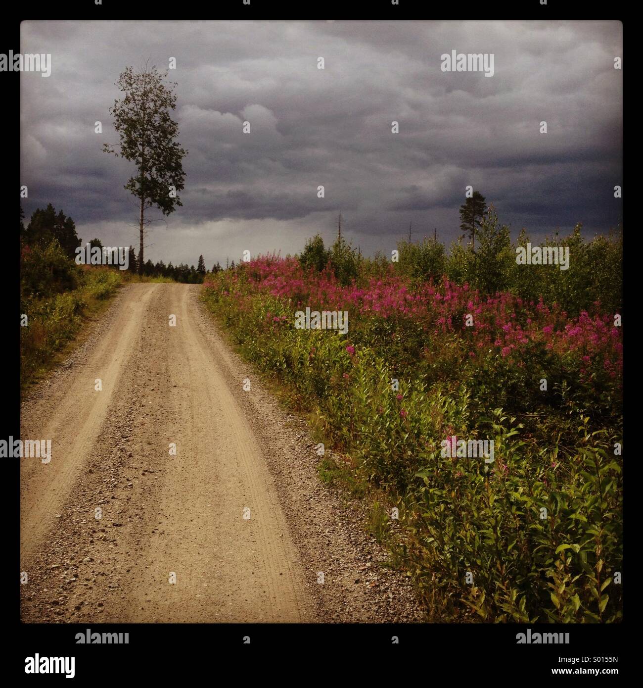 Sommer auf einem Feldweg in der finnischen Wildnis rund um Kajaani Stockfoto