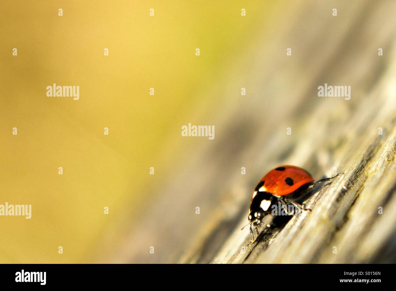 Marienkäfer Stockfoto