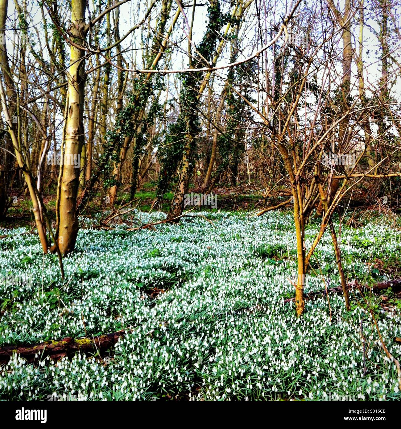 Woodland-Schneeglöckchen (Galanthus) Stockfoto