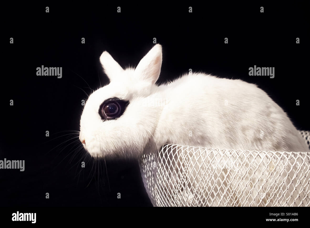 Weißes Kaninchen in Korb Stockfoto