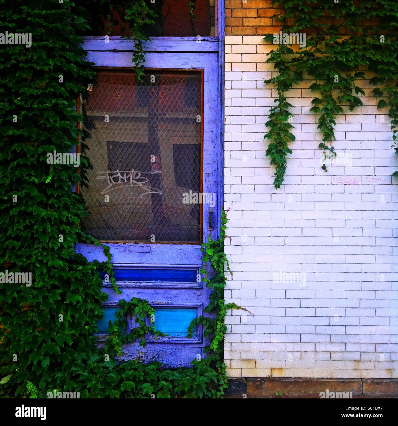 Reben decken ein lila Tor auf einem weißen Berwick-Gebäude Stockfoto