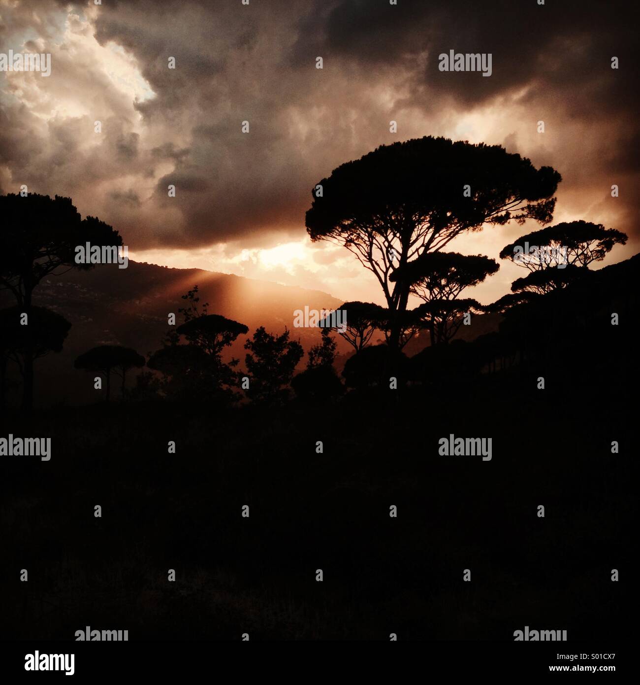 Unglaublichen Sonnenuntergang hinter den Kiefern in den Bergen des Libanon - Nahost - Smartphone-aufgenommenes Stockfoto
