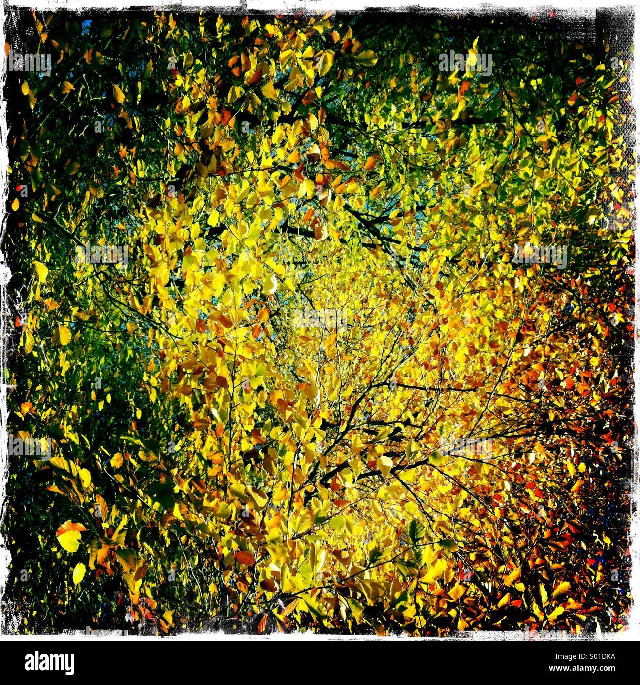 Goldene Herbstfärbung Stockfoto