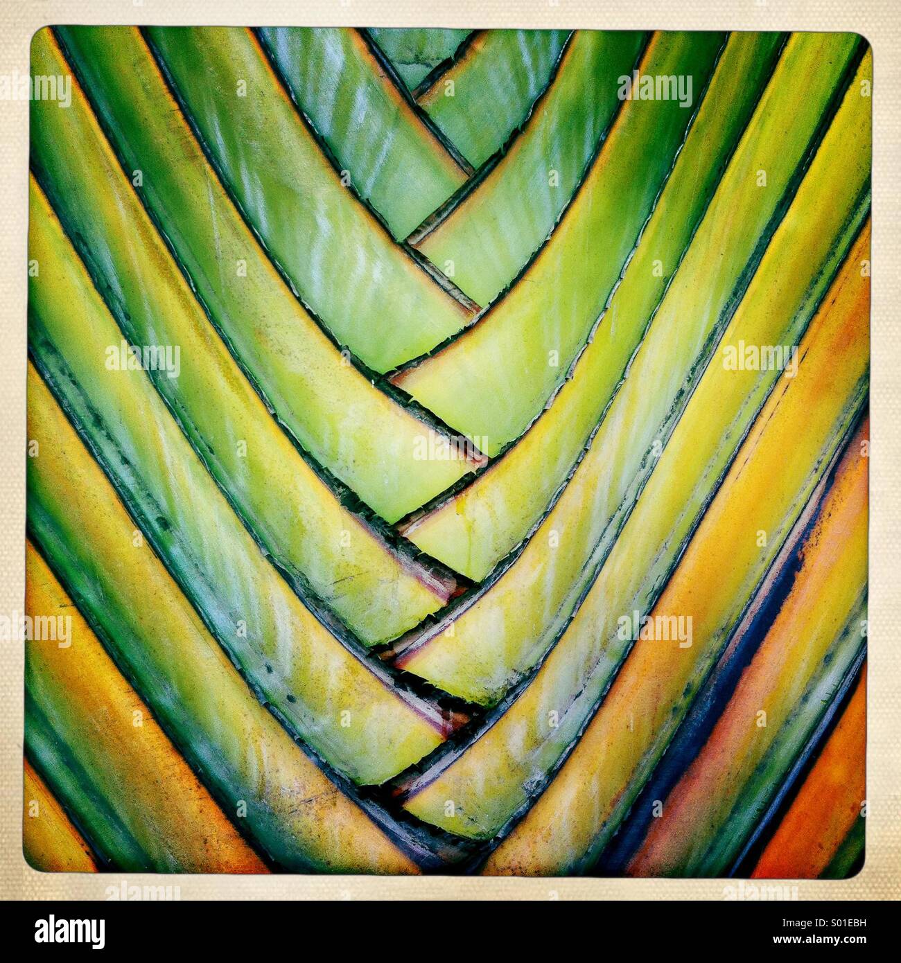 Abstrakte farbenfrohe Details eine ornamentale Palme. Stockfoto