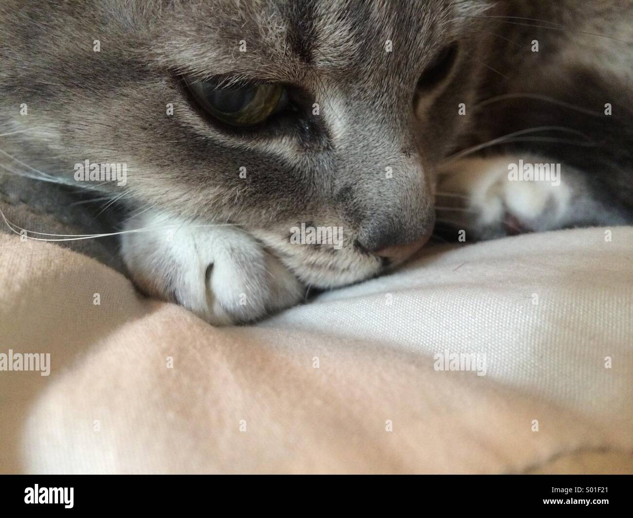 Grau Tabby Hauskatze auf Bett mit Kopf zwischen den Pfoten Stockfoto