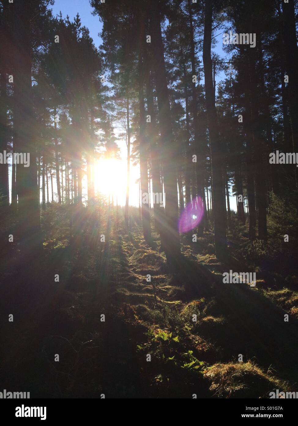 Sonnenlicht durch Kiefern in einem Wald in Northumberland, England. Stockfoto