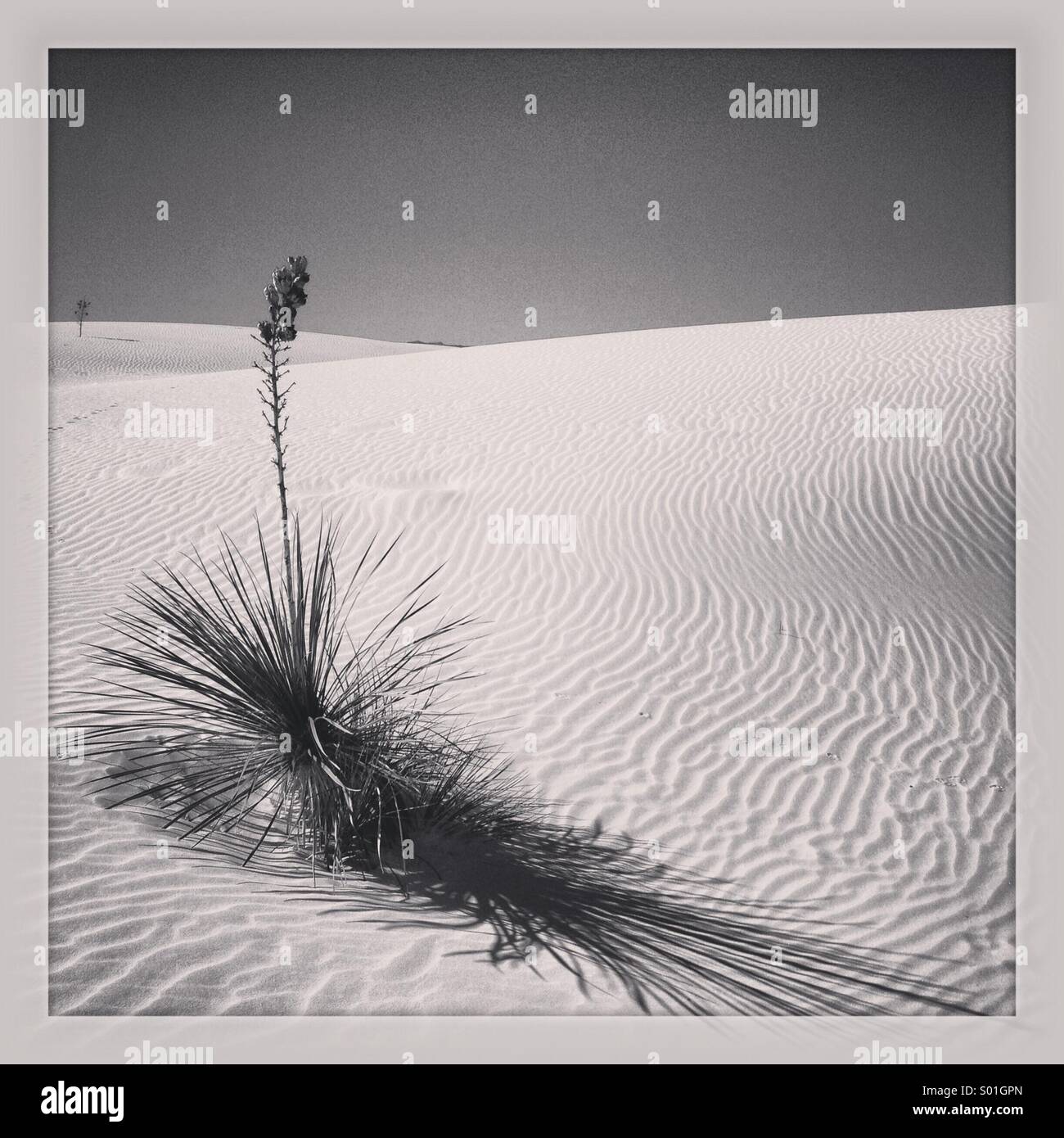 Yucca auf Sanddüne, White Sands National Monument, New Mexico. - Smartphone-aufgenommenes Stockfoto