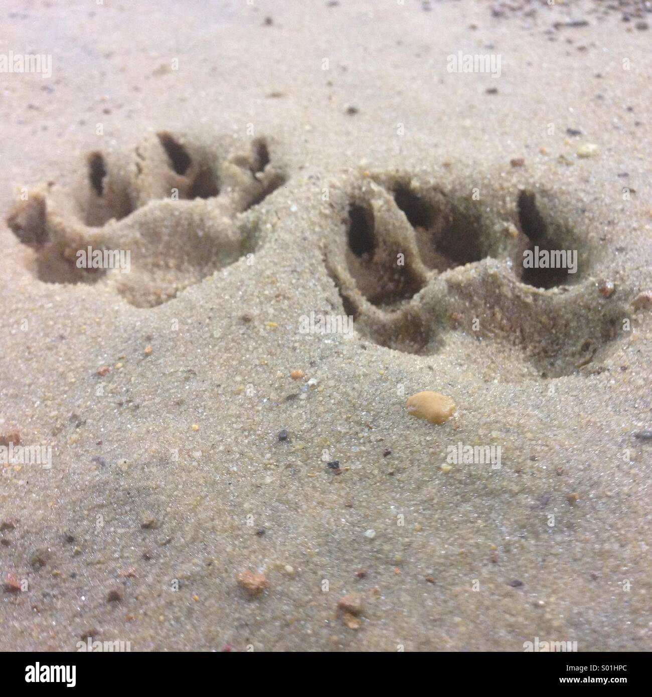 Hundepfote druckt in den Sand. Stockfoto