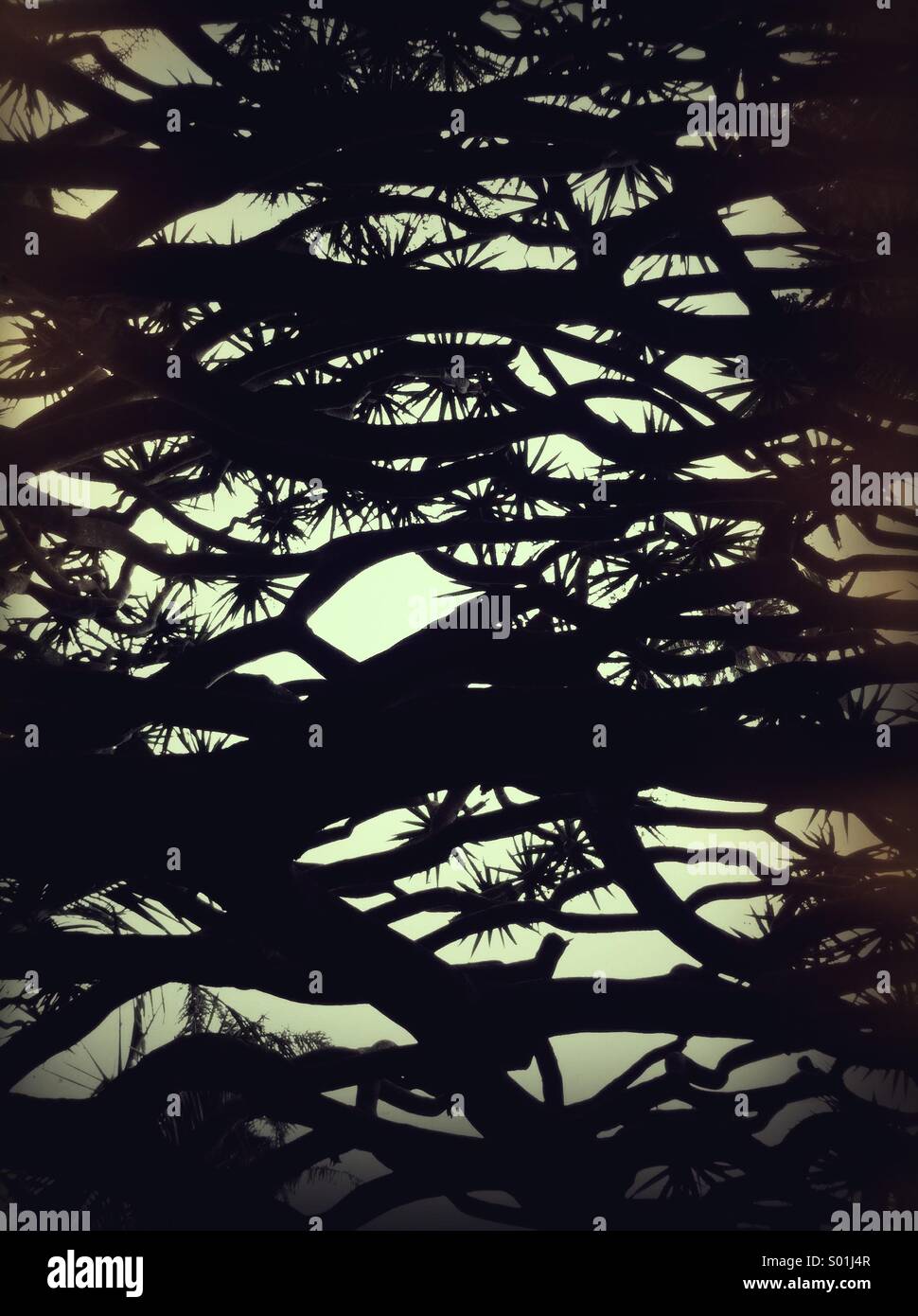 Baum-abstrakt Stockfoto