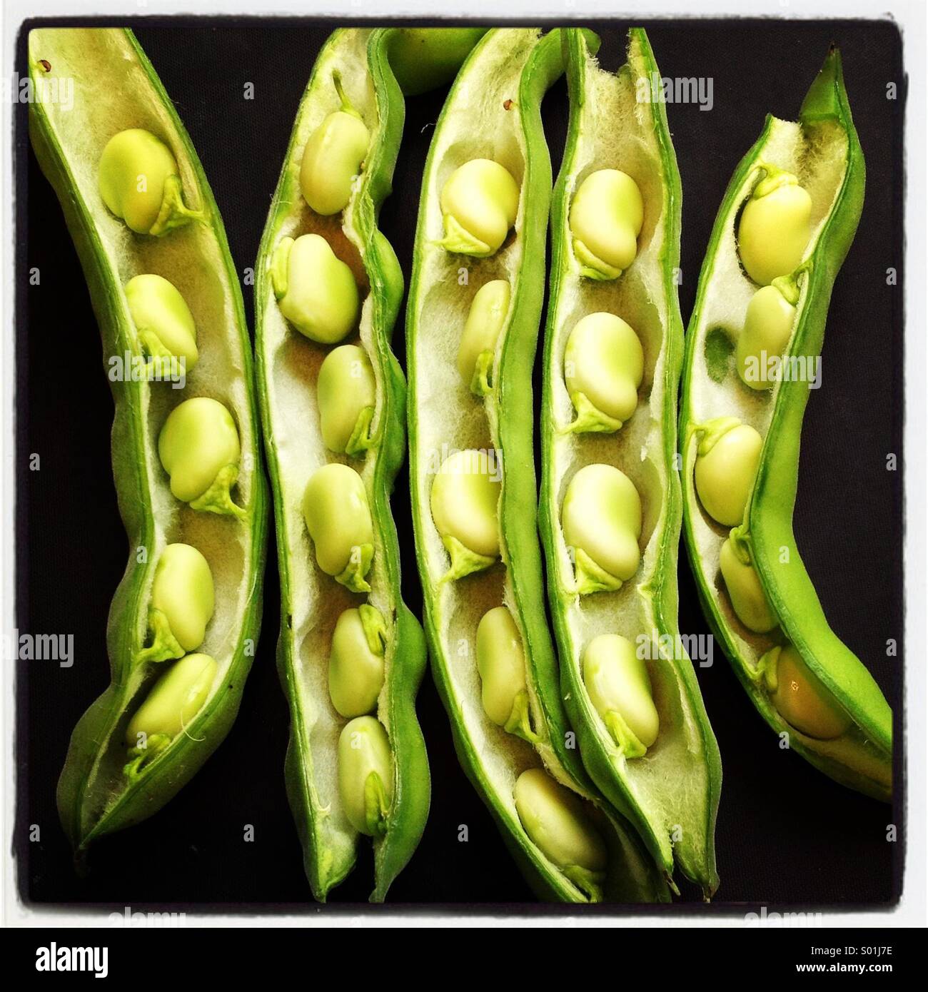 Frische grüne Bohnen in Hülsen auf schwarzem Hintergrund Stockfoto