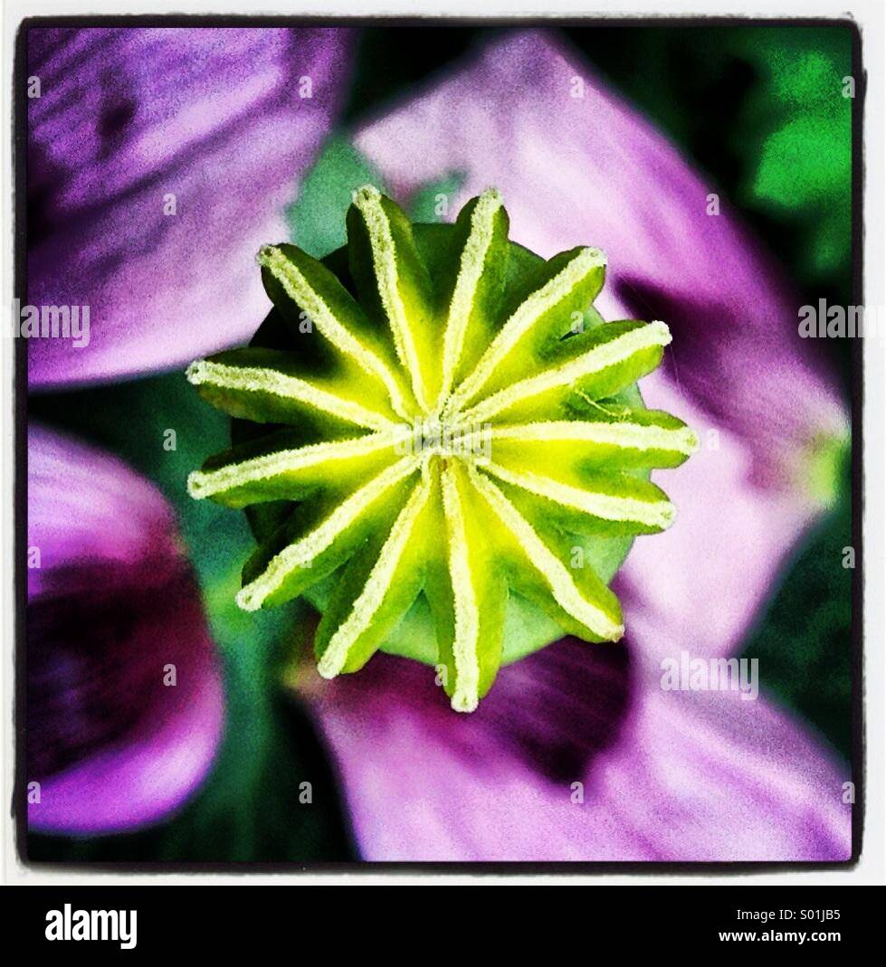 Nahaufnahme eines grünen Mohn Kopf mit lila Blüten Stockfoto