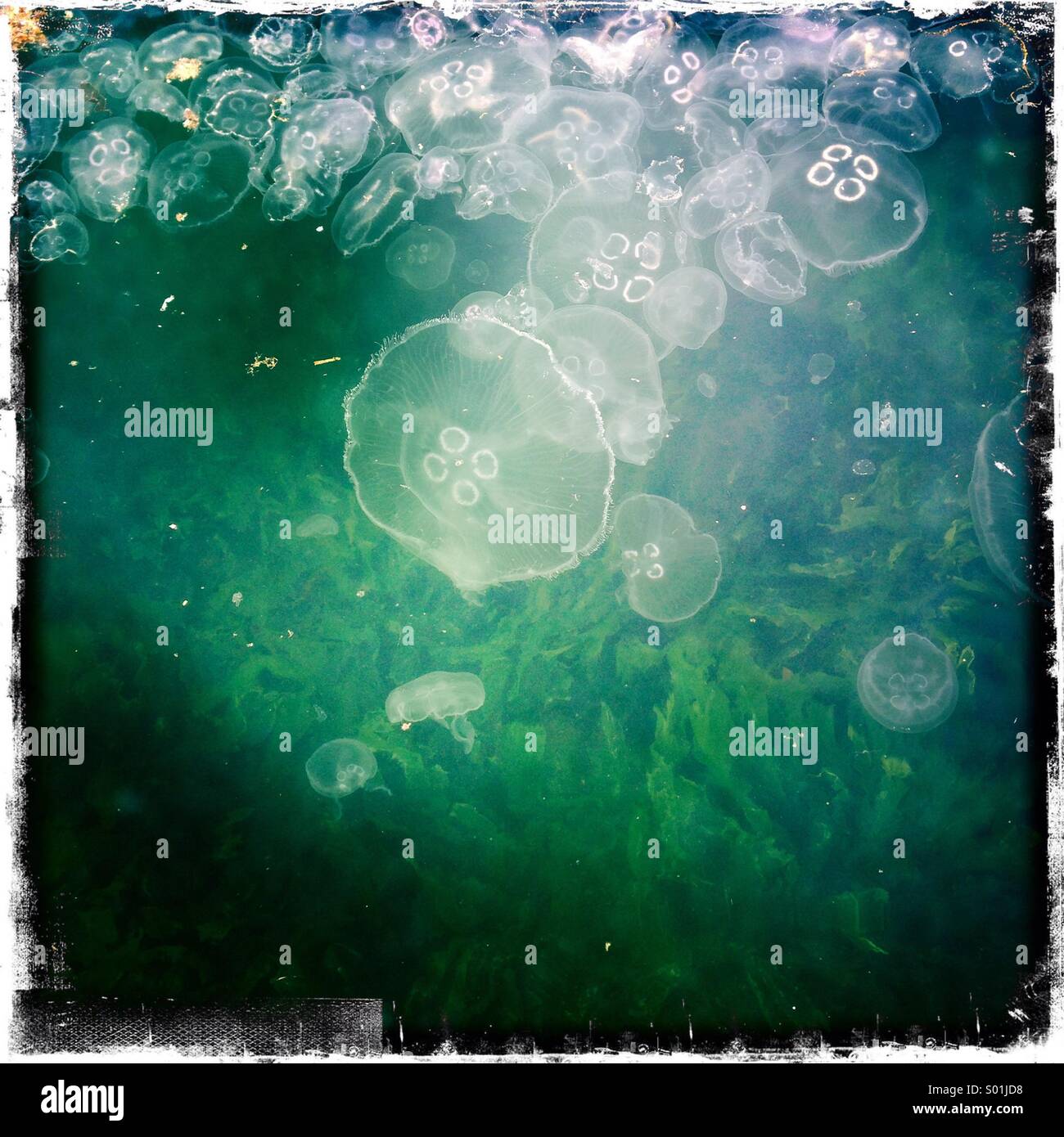 Quallen im Meer - Smartphone-aufgenommenes Stockfoto