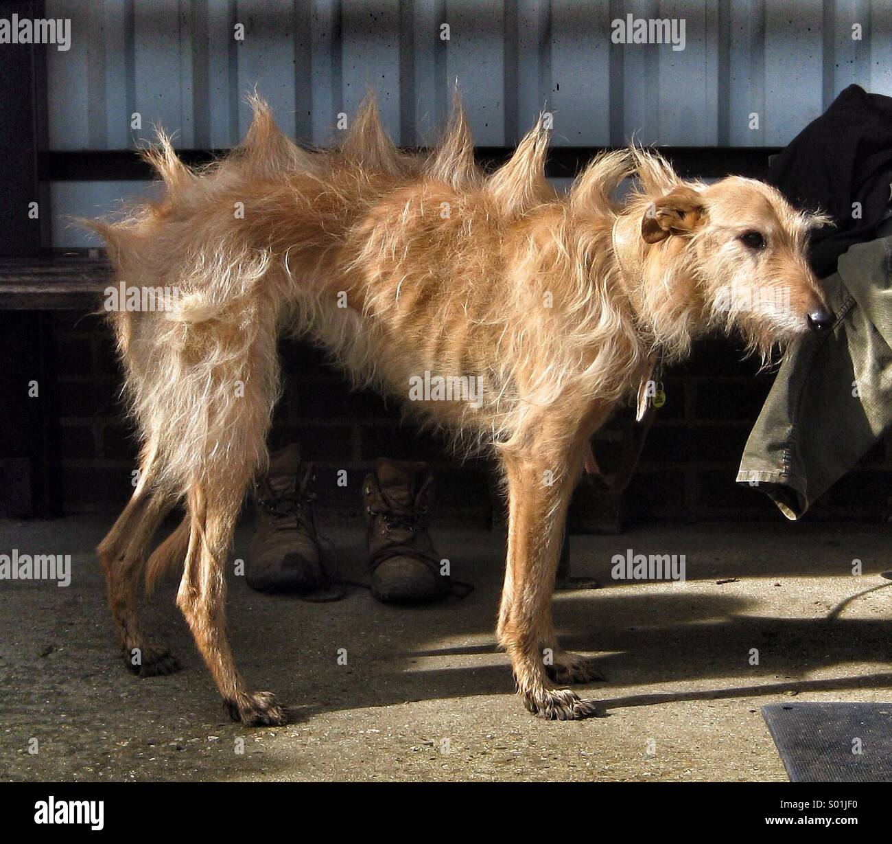 Ein Hund mit Haaren in Stacheln auf seinem gebildet Stockfotografie - Alamy