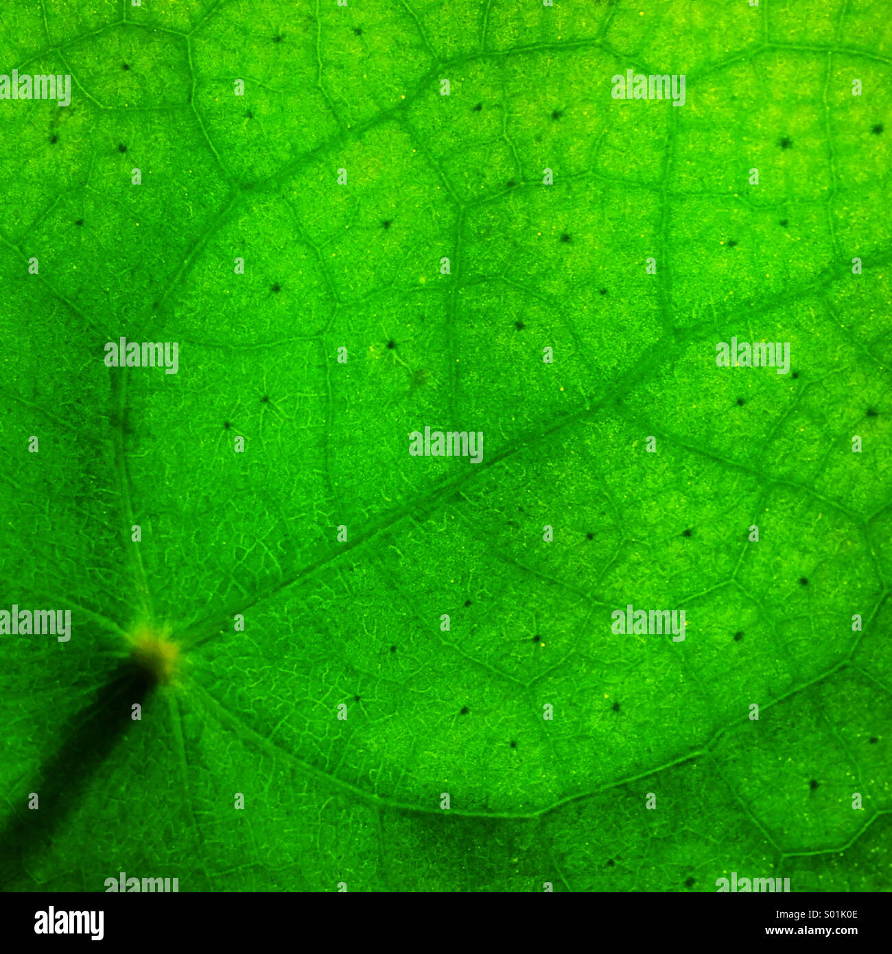 Hinterleuchtete Blatt hautnah Stockfoto